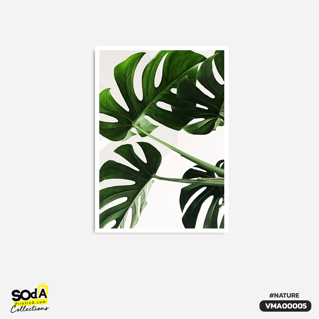 ภาพตกแต่งบ้านสำเร็จรูป Monstera Leaves มอนสเตอร่า VNA00009 #SOdAcollection #ภาพตกแต่งบ้านสไตล์ธรรมชาติ #ธรรมชาติ #NATURE