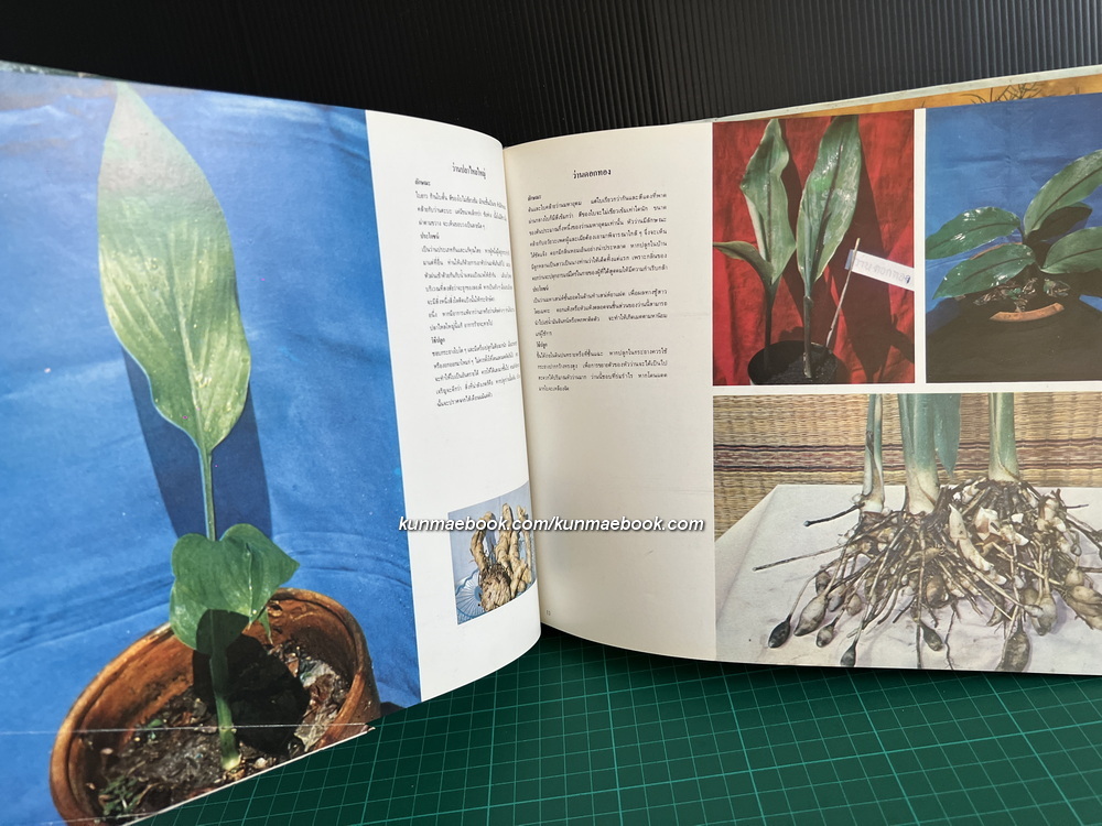 ตะลุยดงว่าน ค้นคว้าและบันทึกภาพโดย เชษฐา