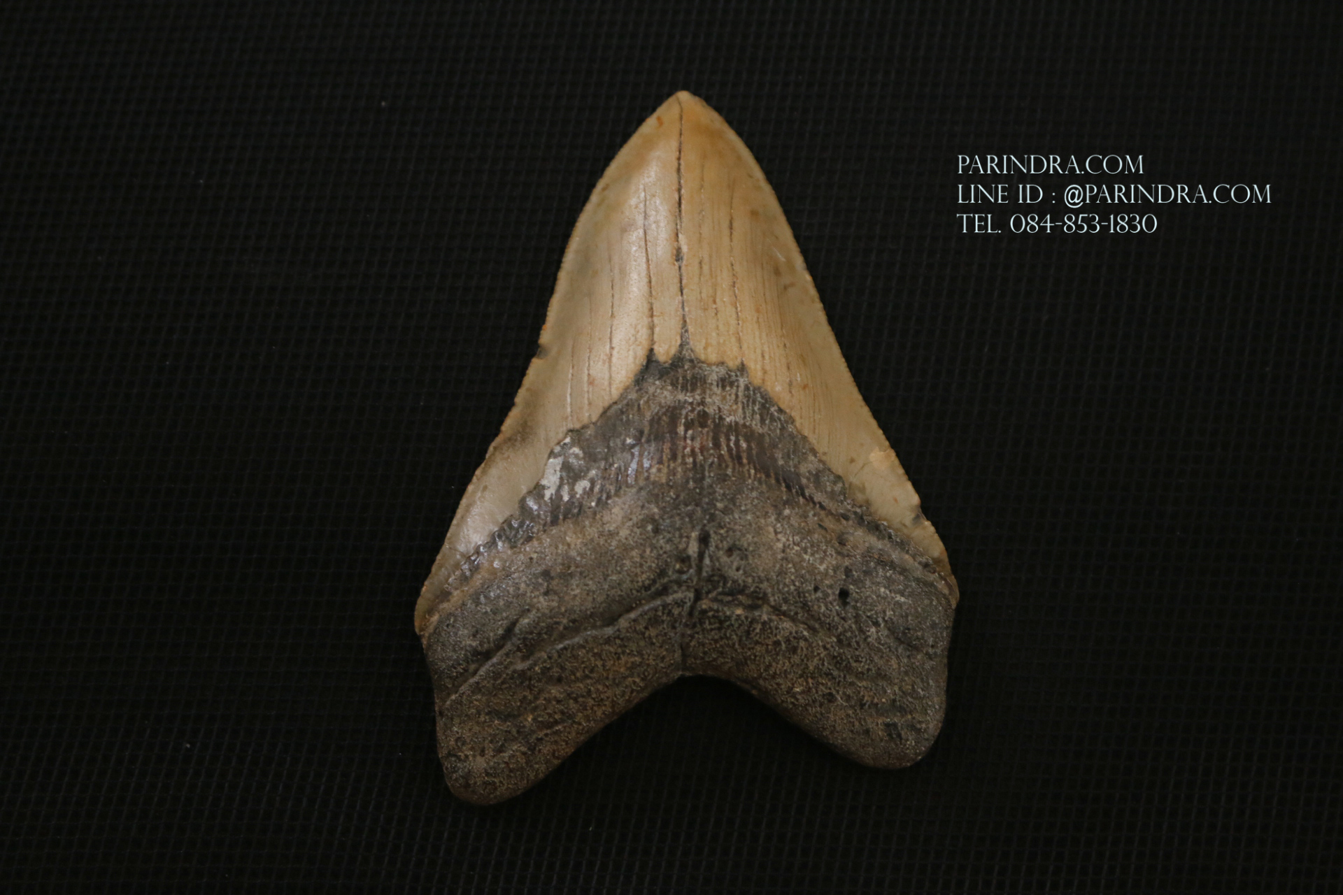 ฟันฉลามยักษ์เมกาโลดอน Megalodon ขนาด 4.45" #MGT008