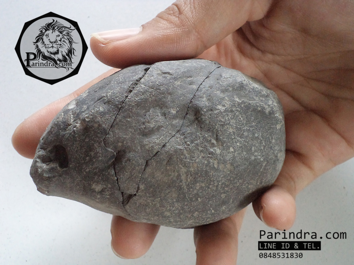 ฟอสซิลหอย Ammonite Dactylioceras commune , Poss/Neg Matrix, Whitby Fossil UK #AM001