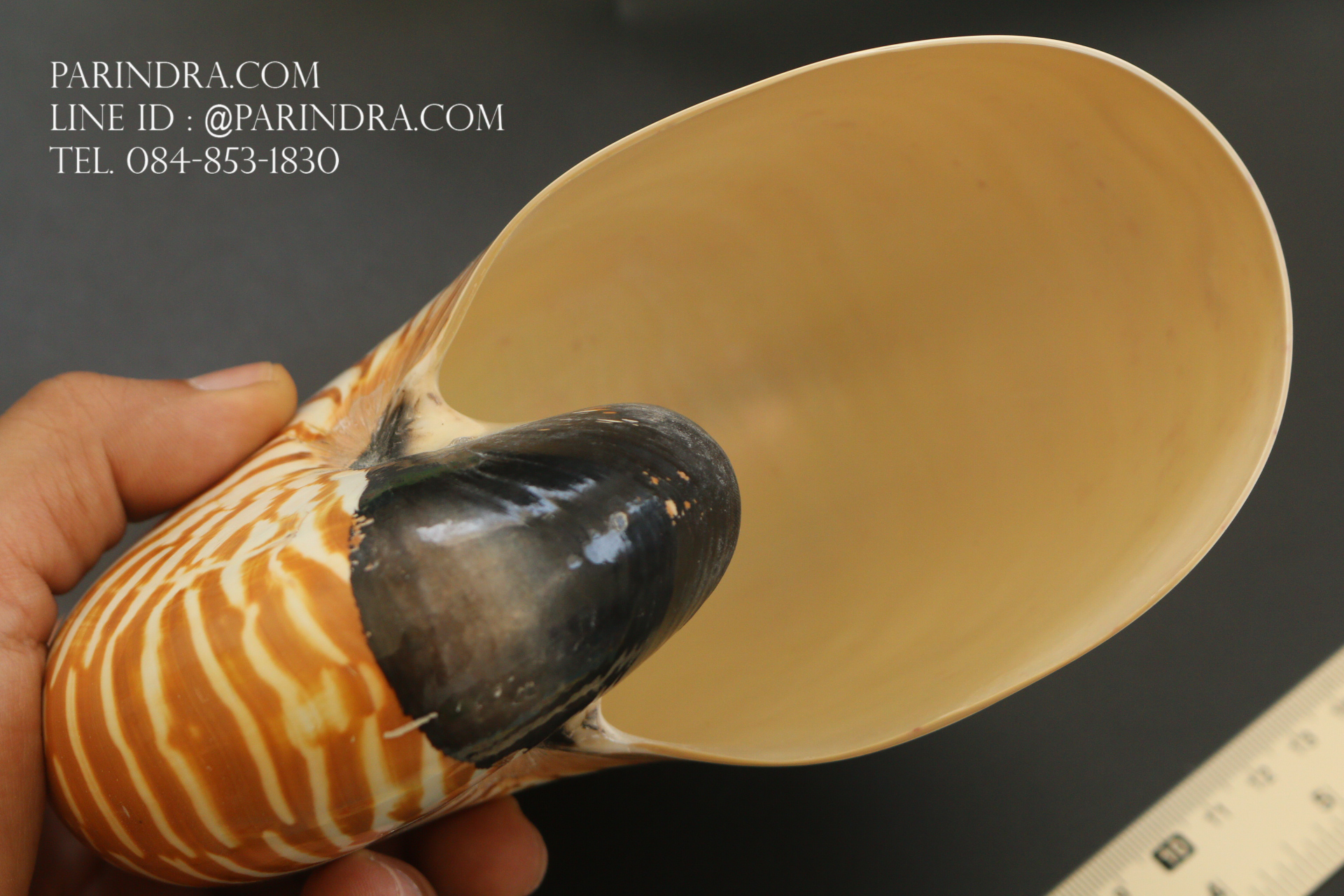 เปลือกหอยงวงช้าง นอติลุส Nautilus pompilus ขนาด 7 นิ้ว #001