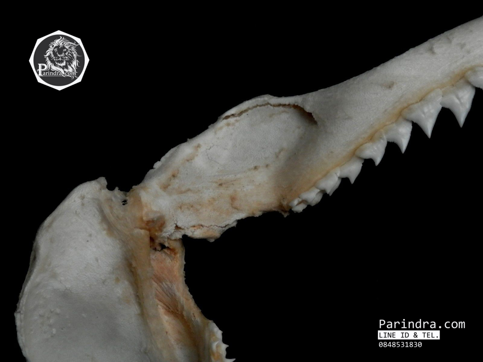 ปากปลาฉลามสำหรับตั้งโชว์ ขนาด 11 นิ้ว (Carcharhinus plumbeus) SHJ002