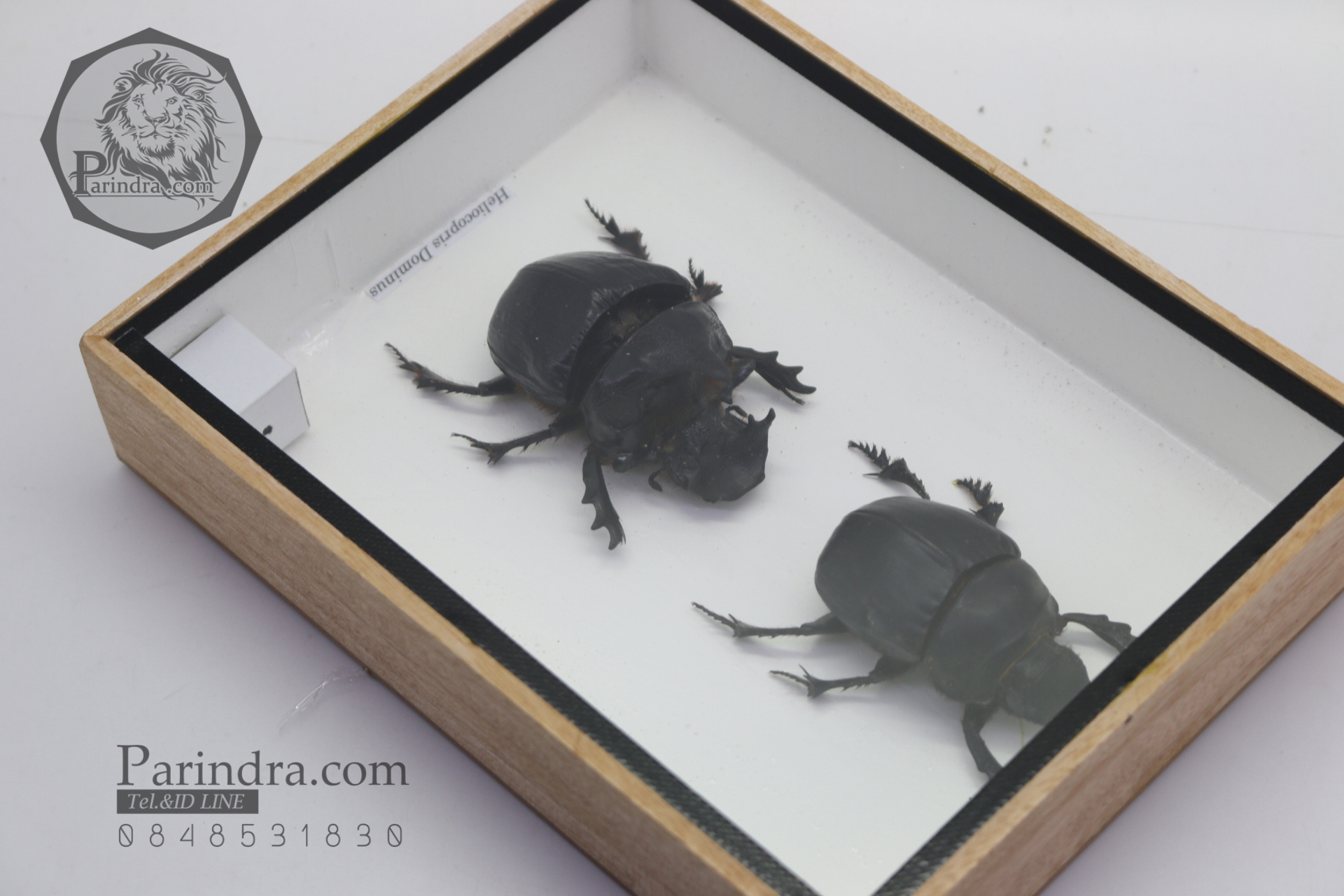 แมลงกุดจี่ยักษ์ ตัวใหญ่มาก แบบคู่ (Heliocopris dominus) ในกรอบไม้น้ำตาล สำหรับตั้งโชว์ ขนาด 6x8 นิ้ว