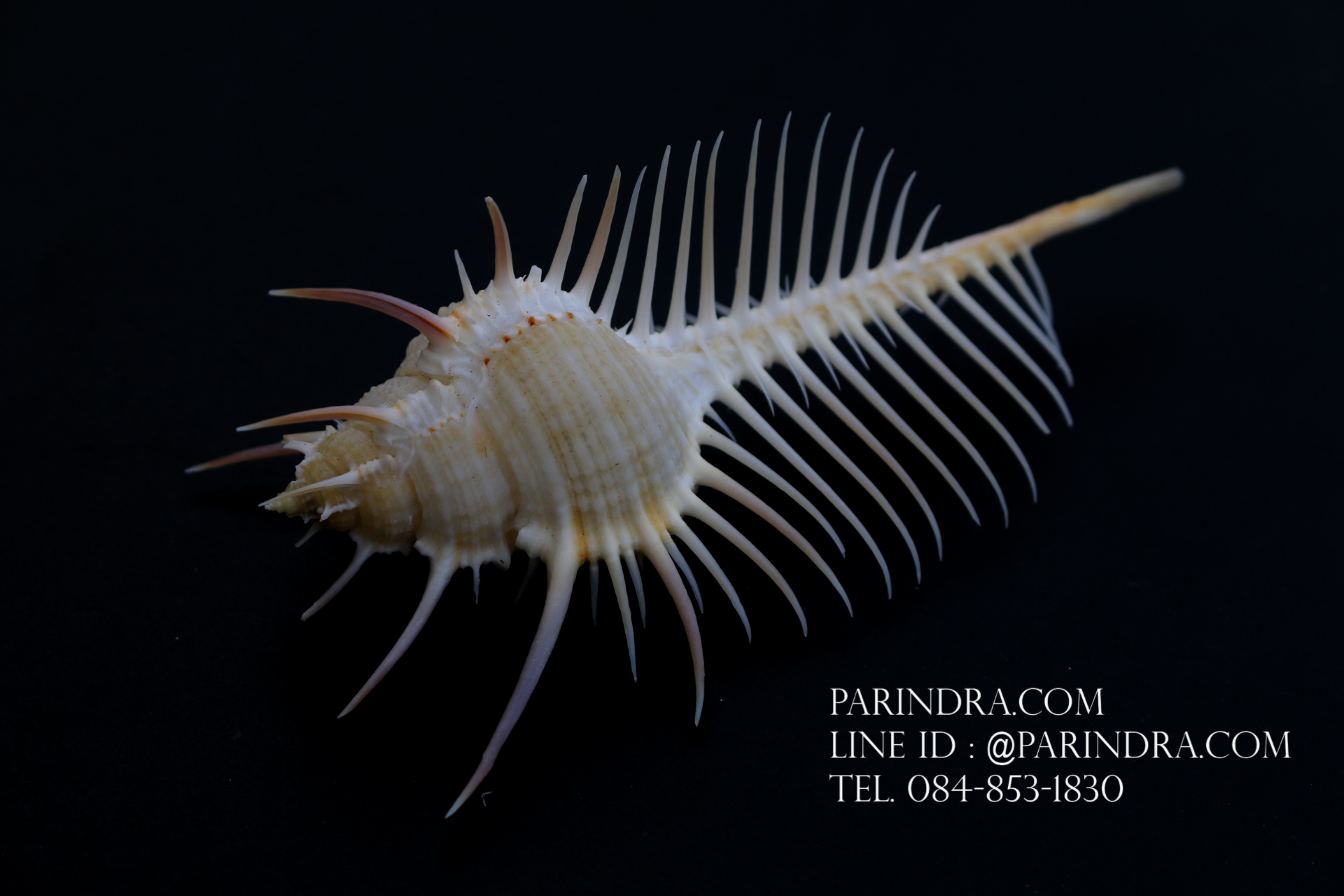 หอยสังข์หวี หอยสังข์หนาม (Murex pecten) ขนาด นิ้ว #MUREX005