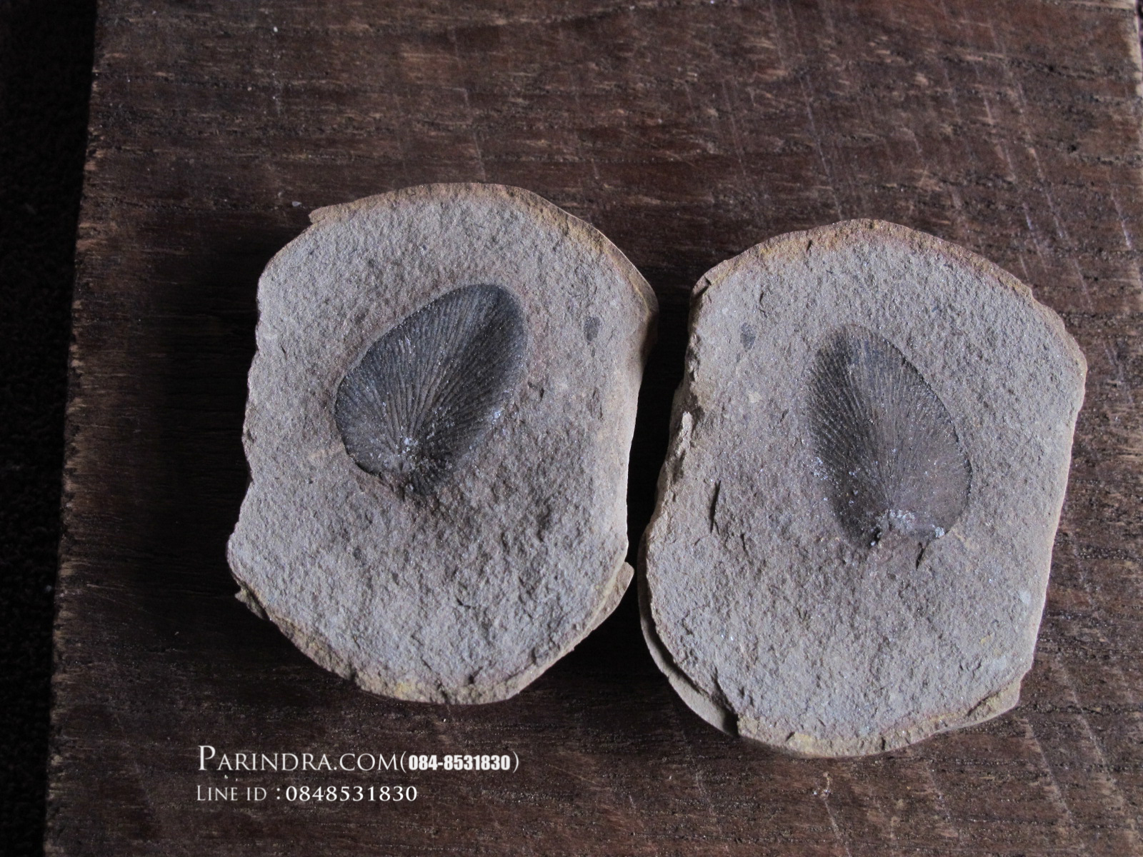 ฟอสซิลใบเฟิร์น (Neuropteris) แท้ 100% MAZON CREEK Illinois, USA #FRN000