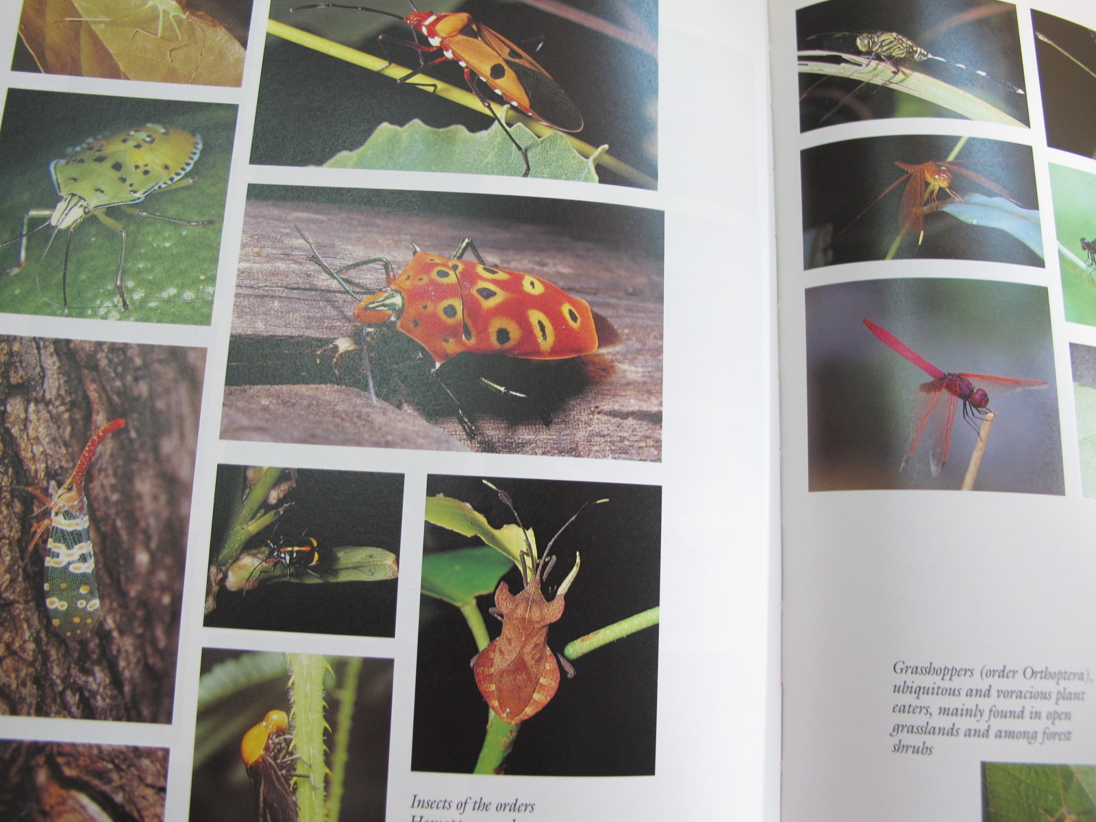 หนังสือภาพสีพืชและสัตว์ที่กำลังจะสูญพันธุ์ในประเทศไทย Thailand's Vanishing Flora & Fauna