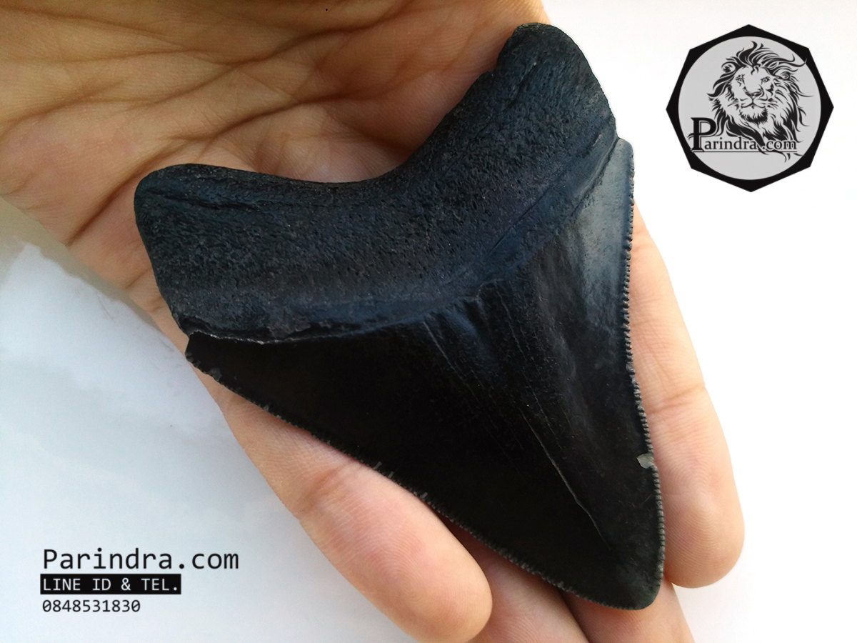 ฟันฉลามยักษ์เมกกาโลดอน Megalodon จาก South Carolina USA ขนาด 2 7/8 นิ้ว #MGT003