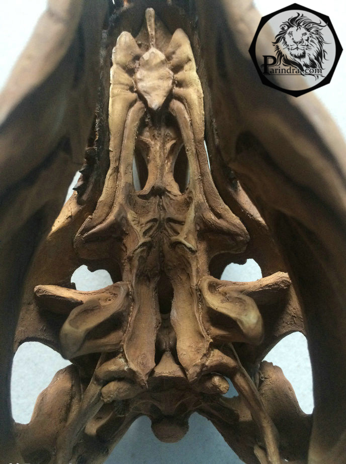 โมเดลจำลองฟอสซิลกระโหลก T-Rex (Tyrannosaurus Rex) ขนาด 1/12 เหมือนจริงมากมาก