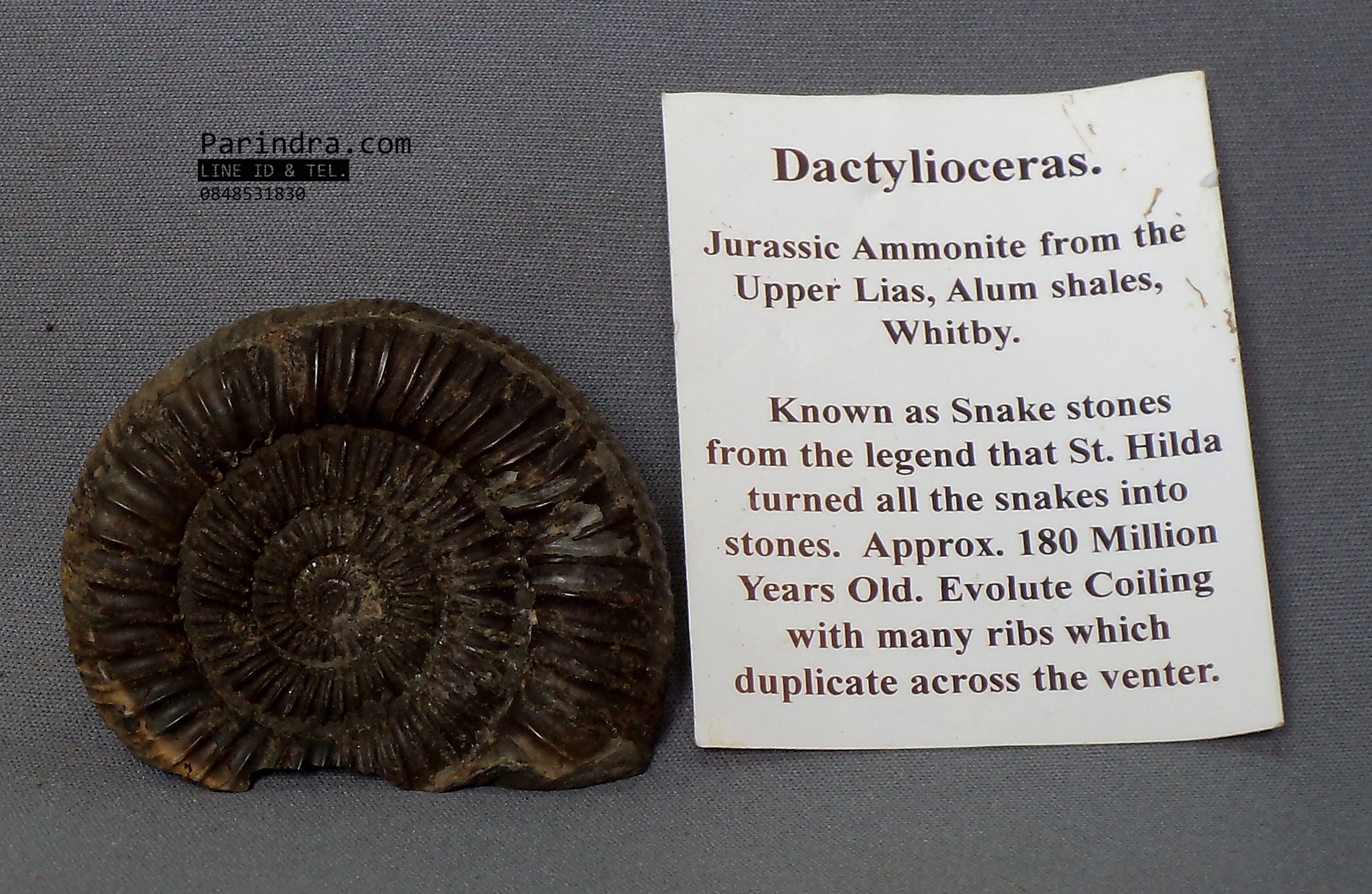 ฟอสซิลหอย Ammonite Dactylioceras commune Whitby Fossil UK #AM027