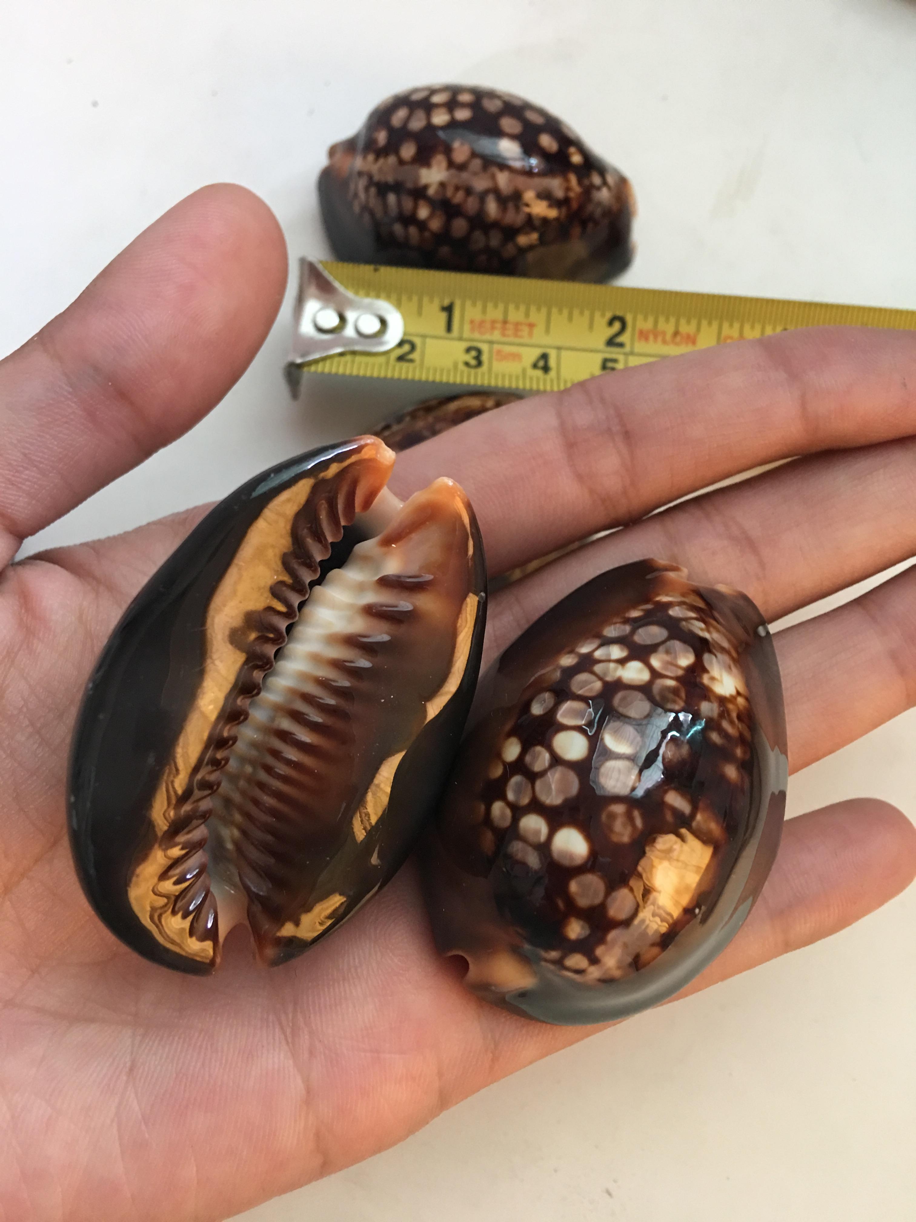 ขายเปลือกหอยเบี้ยขนาดใหญ่ หอยเบี้ยหลังค่อม หอยเบี้ยควาย #Mauritia mauritiana ขนาดประมาณ 2 นิ้ว