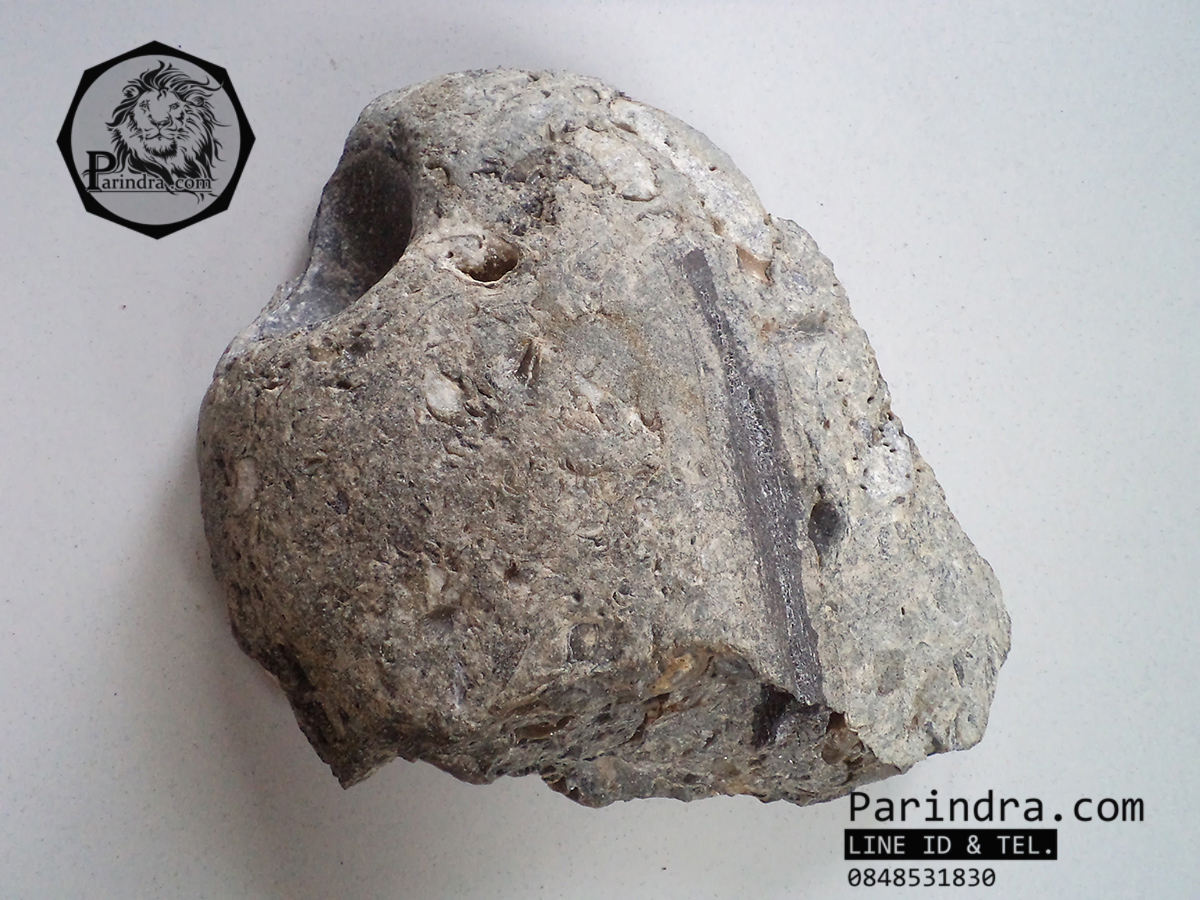 ฟอสซิลหอย Ammonite Promicroceras Planicosta - จากหาด Charmouth UK #AM004