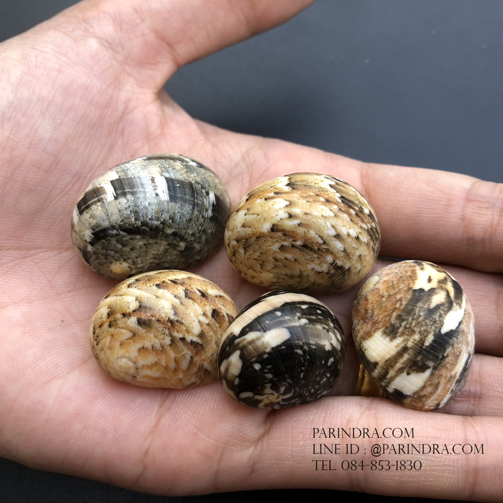 เซ็ตเปลือกหอยน้ำพริก หอยนกหวีด Nerita sp. เป่ามีเสียง สีสวย Set 7