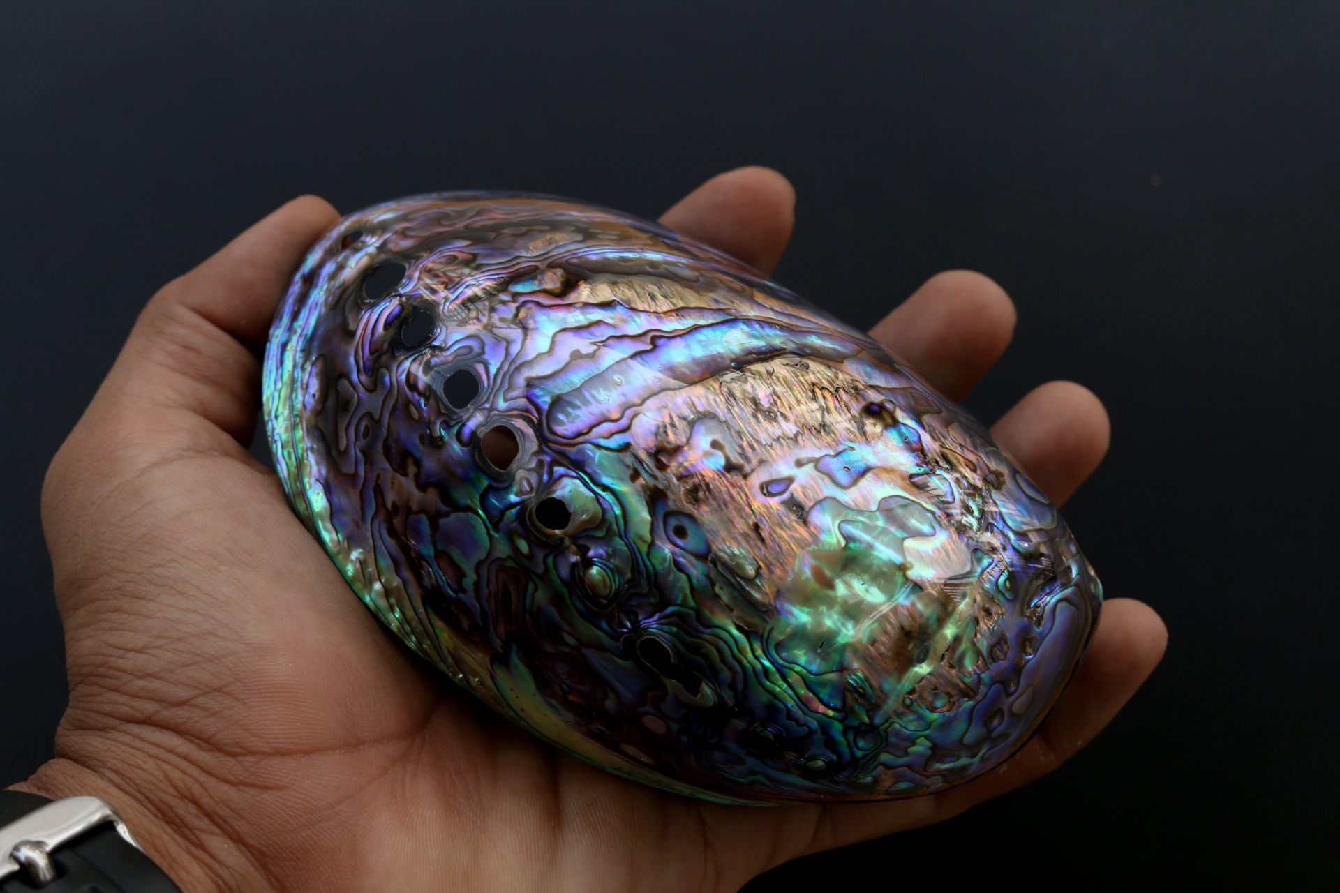 เปลือกหอยเป๋าฮื้อแท้ (Abalone) นิวซีแลนด์ ขัด สีปีกแมลงทับ HA005