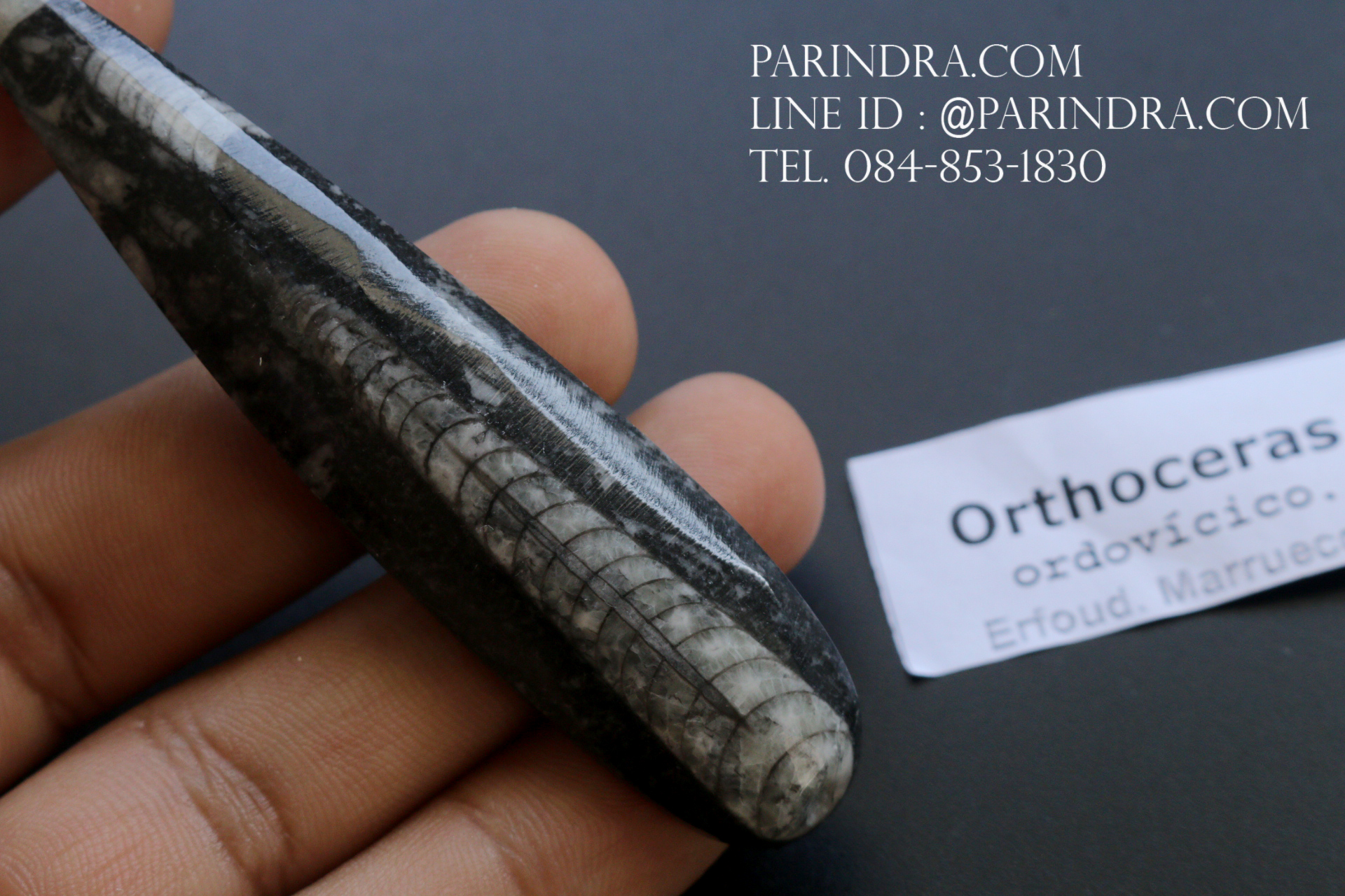 ฟอสซิล Nautiloid ออโทเซอรัส (Orthoceras sp.) - จาก Morocco #OT006