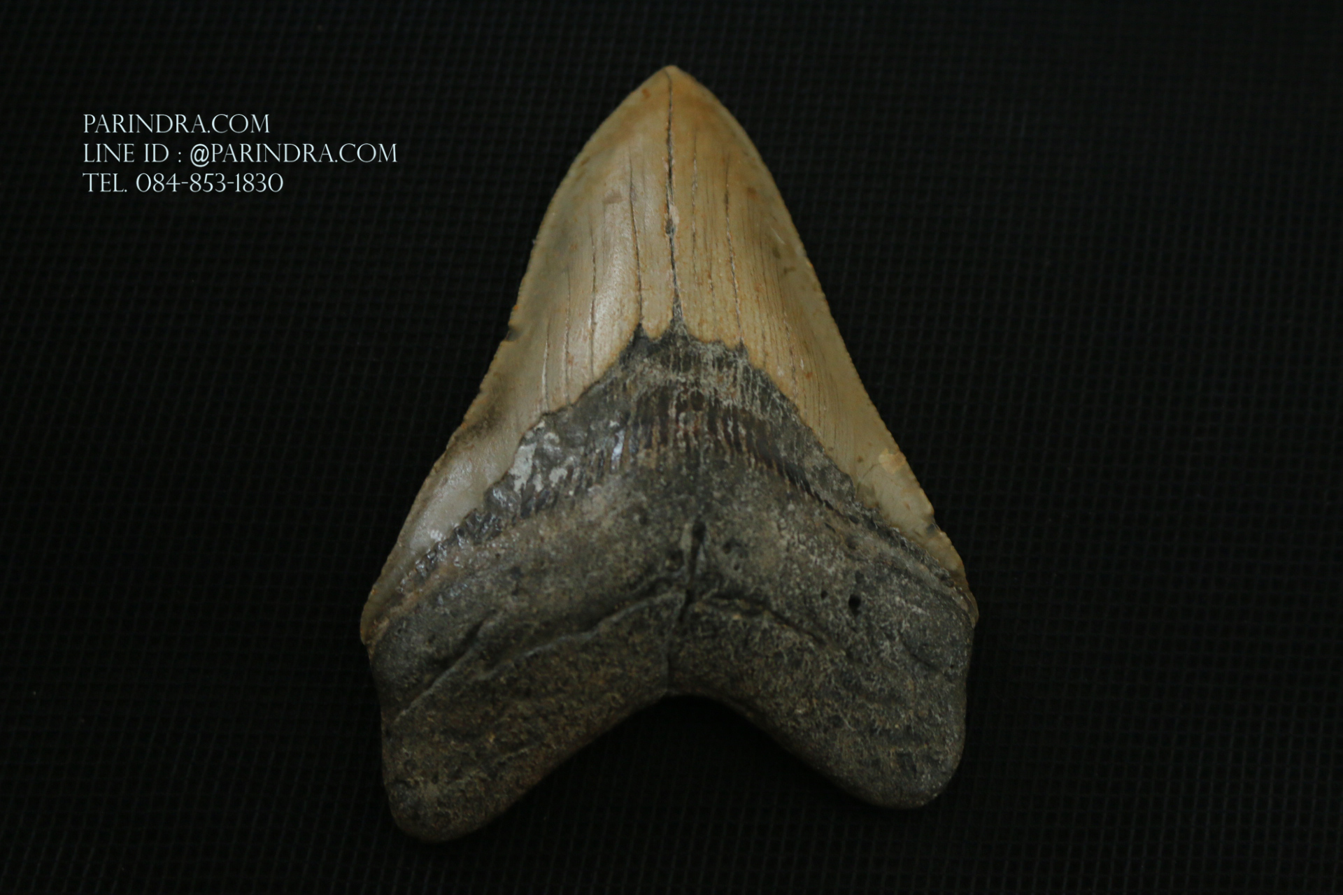 ฟันฉลามยักษ์เมกาโลดอน Megalodon ขนาด 4.45" #MGT008