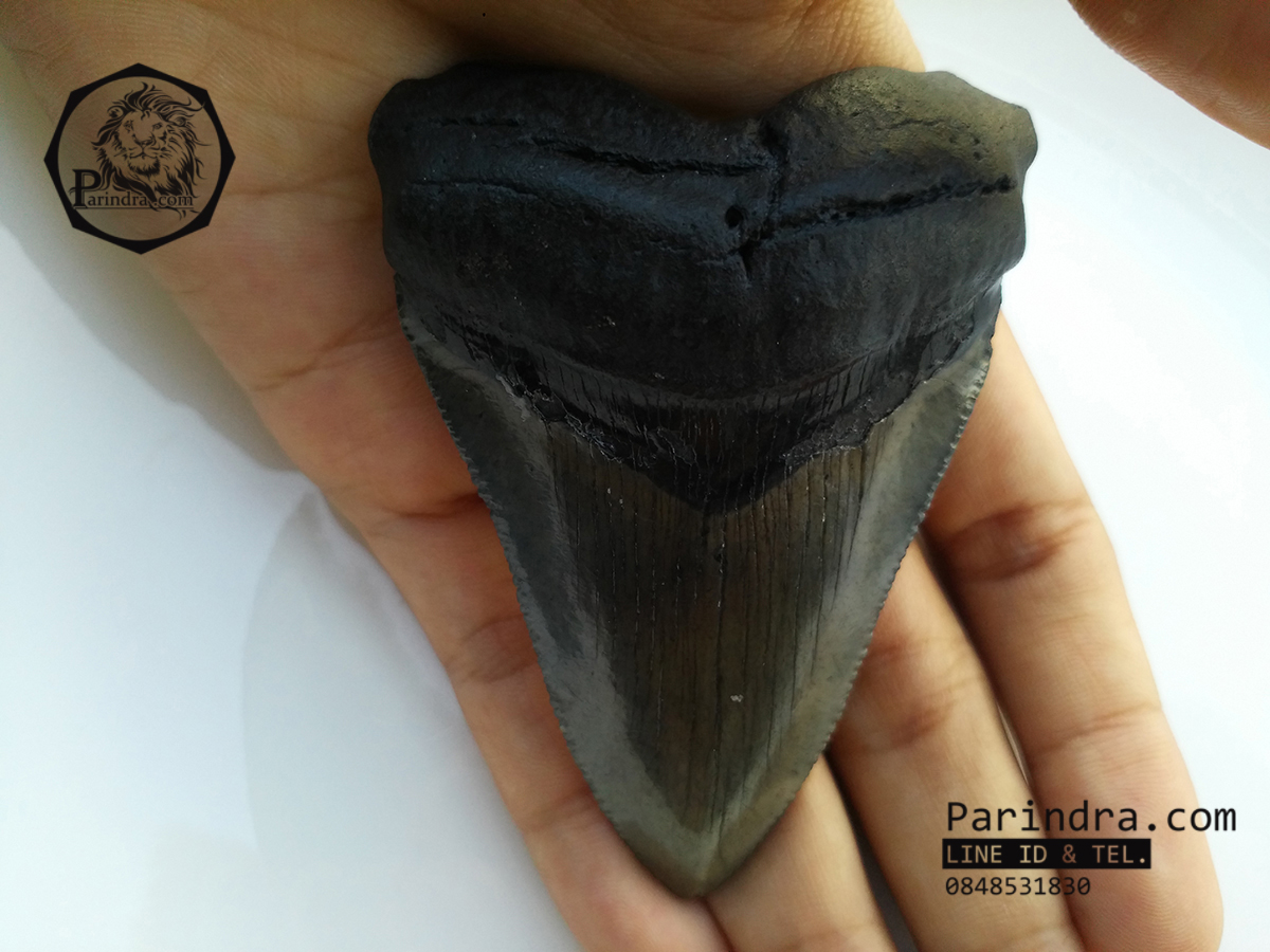 ฟันฉลามยักษ์เมกกาโลดอน Megalodon จาก South Carolina USA ขนาด 3 1/8 นิ้ว #MGT002