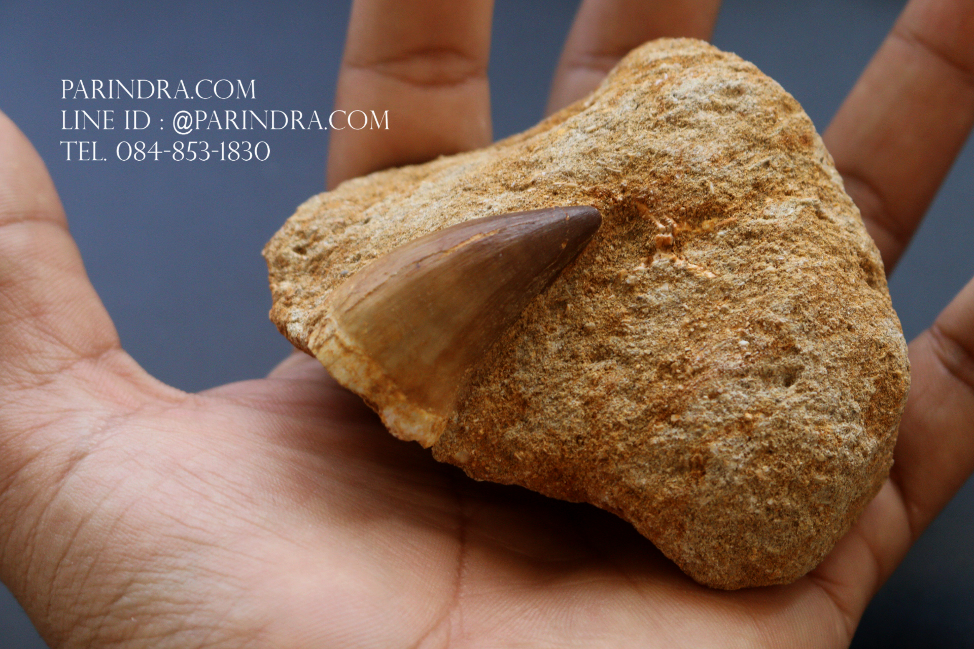 ฟันมีโซซอร์ Mosasaurus Tooth บน Matrix - Khourigba, Morocco #MSS000