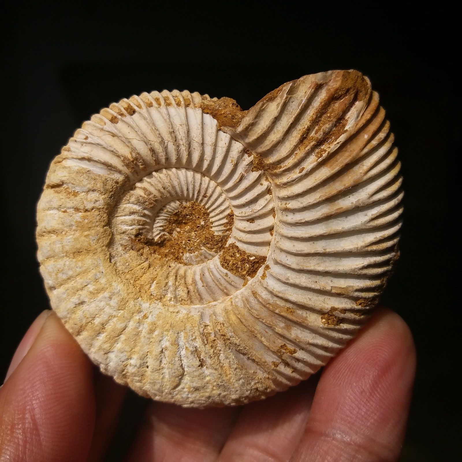 ฟอสซิลหอยแอมโมไนท์ (Perisphinctes virguloides) Fossil จากประเทศ Madagascar #AM038