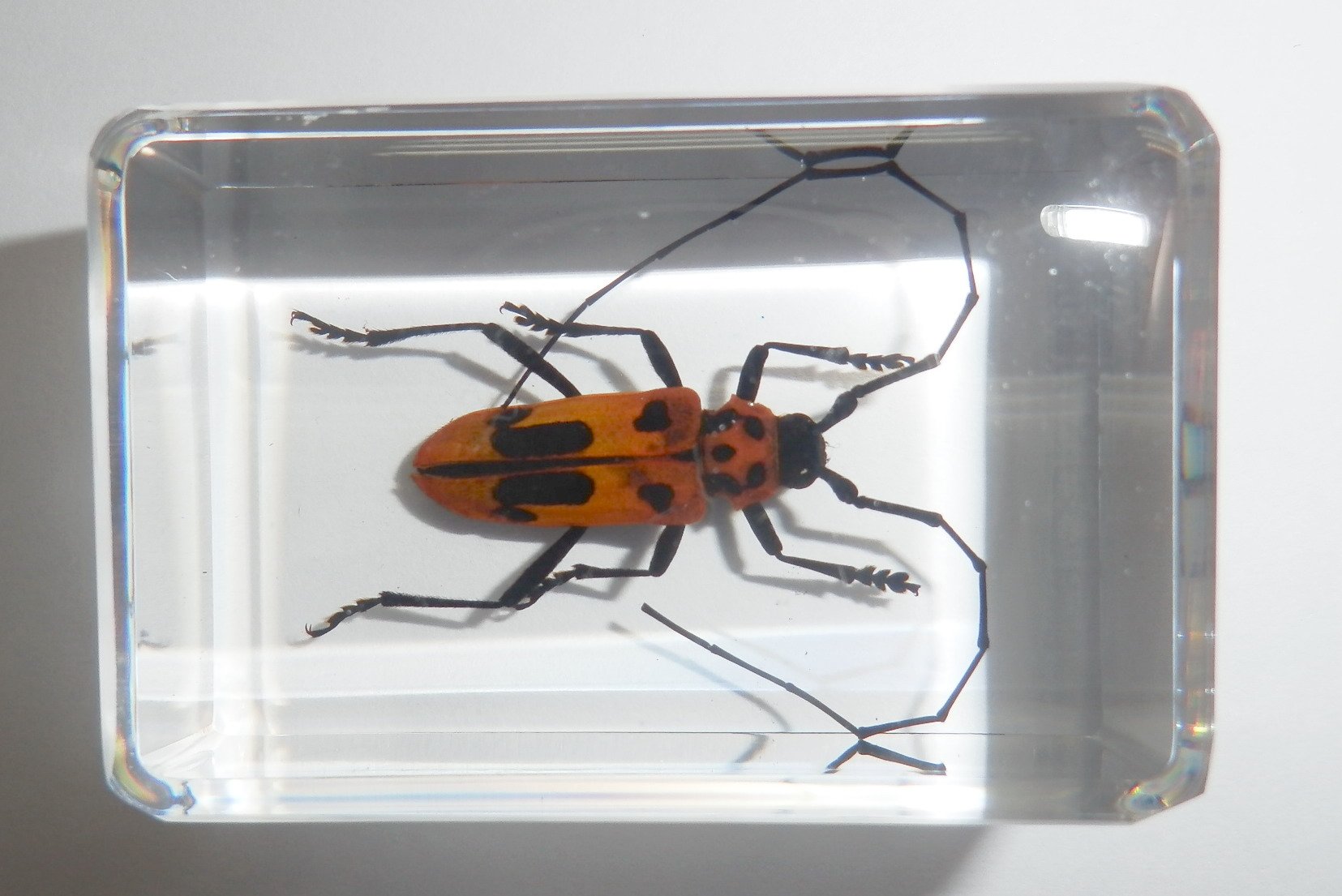 แมลงในเรซิ่น แมลงสต๊าฟ หล่อในเรซิ่นใส ด้วงลายจุดน้ำตาลหนวดยาว Spotted Brownish Longhorn Beetle - Purpuricenus lituratus