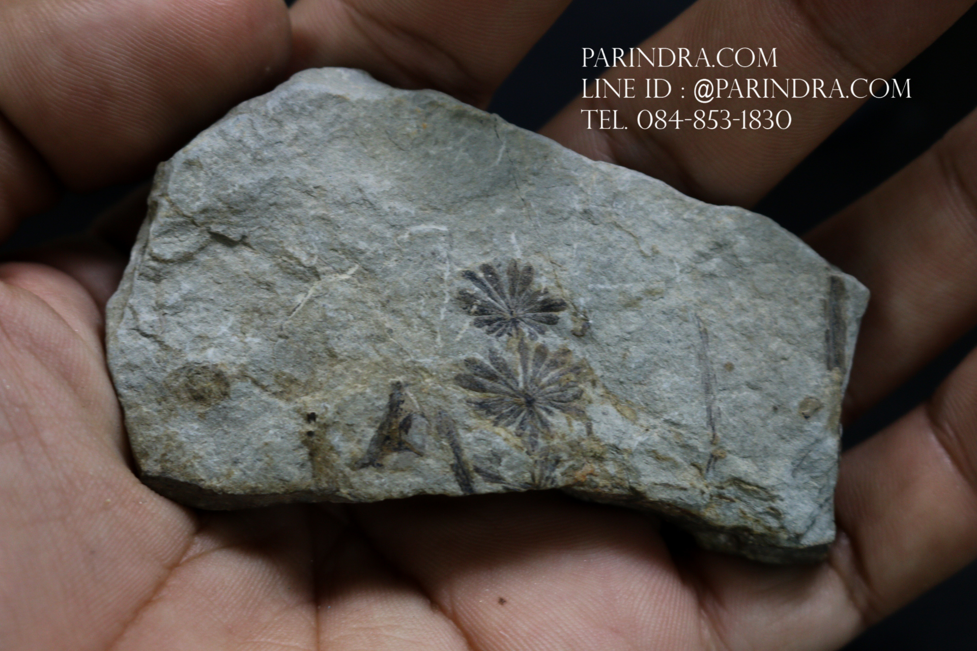 ฟอสซิลเฟิร์น ชนิด Annularia mucronata จาก SPAIN #FRN005