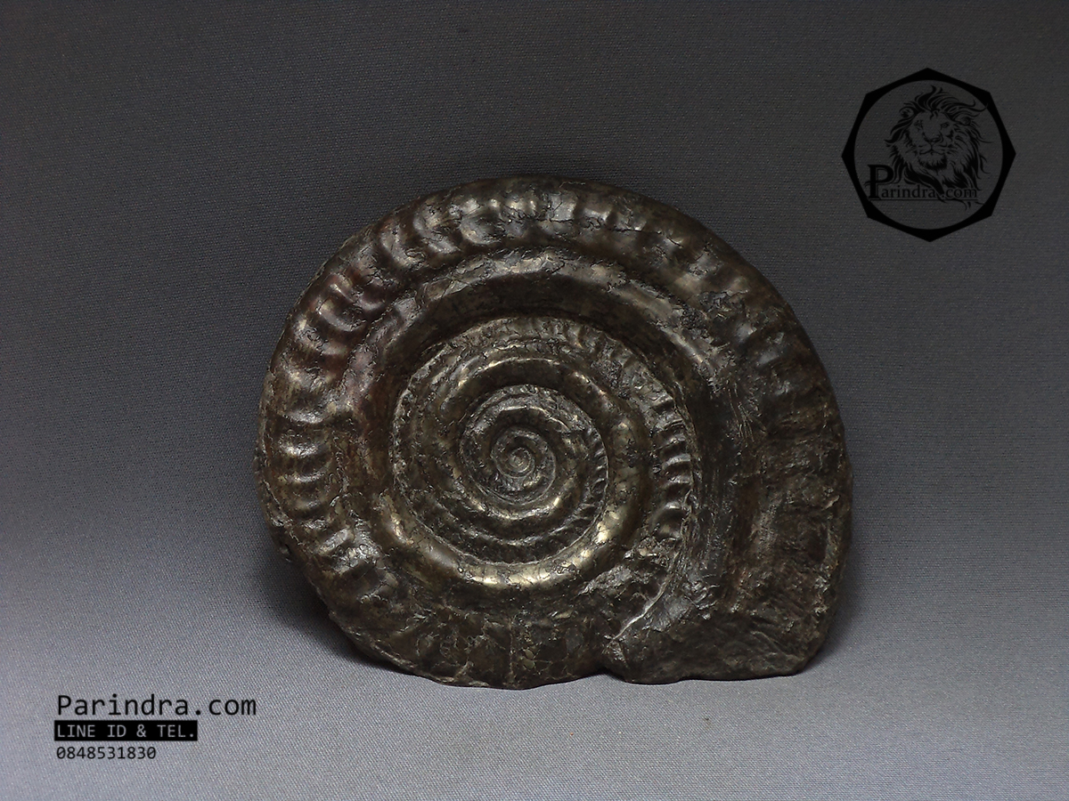 ฟอสซิลหอย Ammonite (Hildoceras bifrons) Whitby Fossil UK #AM030