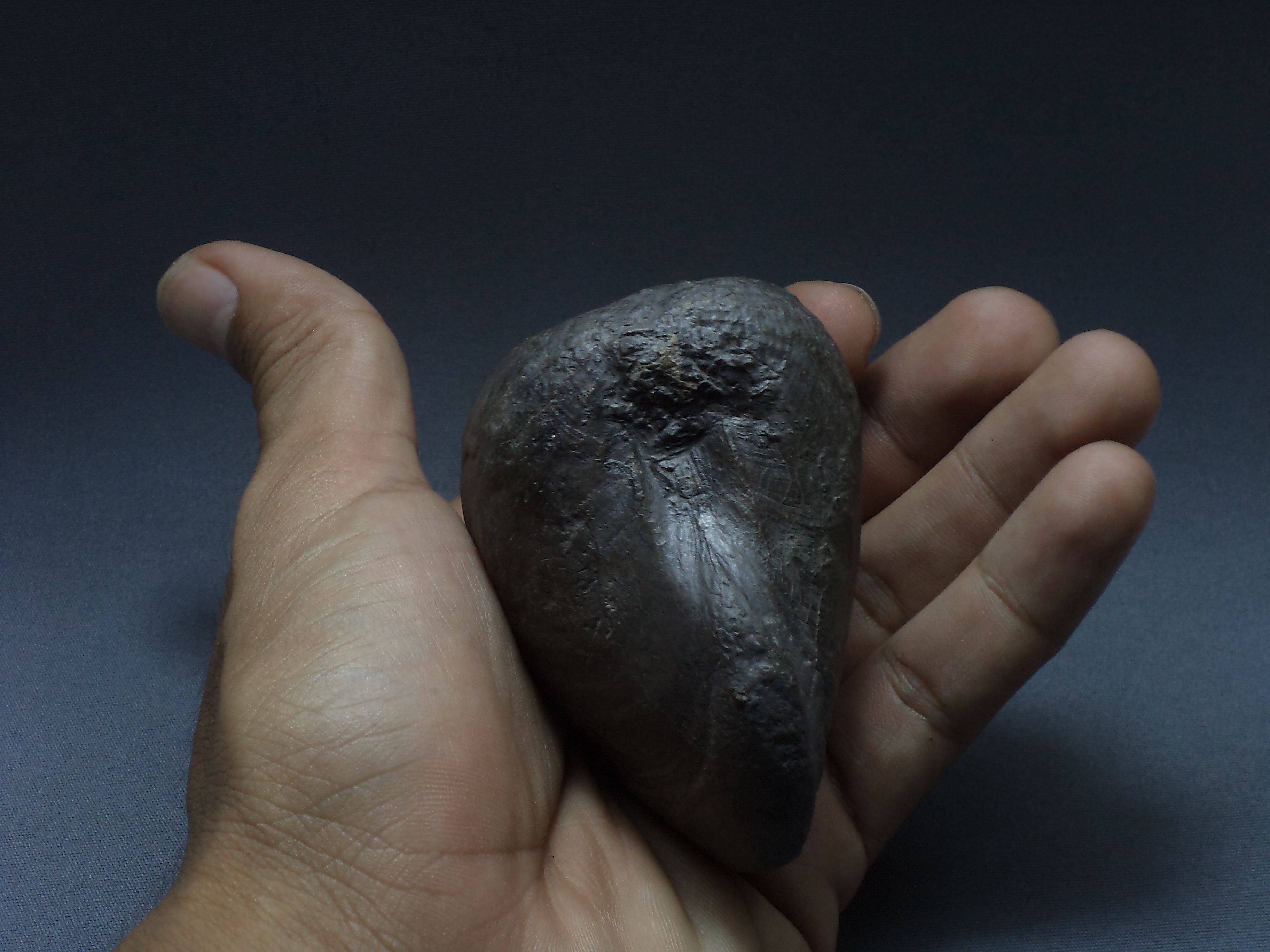 ฟอสซิลหอยสองฝา Bivalve Pholadomya sp. - จากหาด Yorkshire UK # BV001