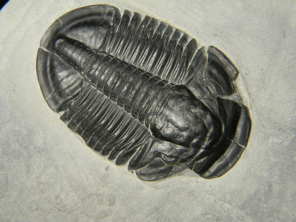 ฟอสซิล Trilobite จากรัฐ Utah USA #TLB001