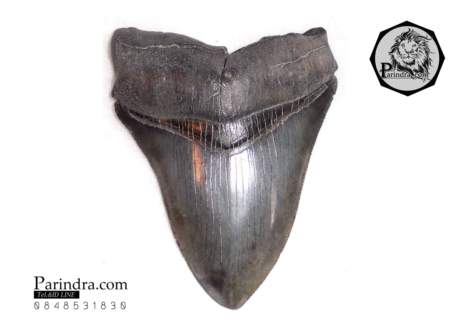 ฟันฉลามยักษ์เมกกาโลดอน Megalodon จาก South Carolina USA ขนาด 4 นิ้ว #MGT004