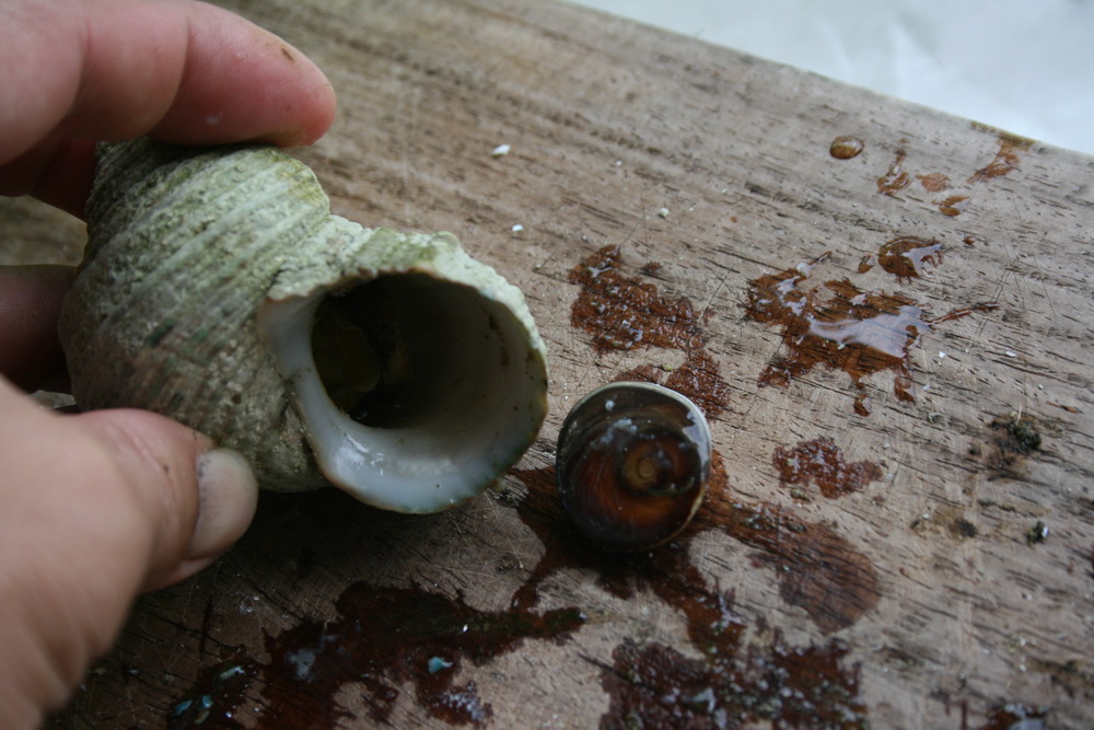 ฝาปิดหอยตาวัว (อิ่งอ้อย) ขัดขาว ขนาดเล็ก