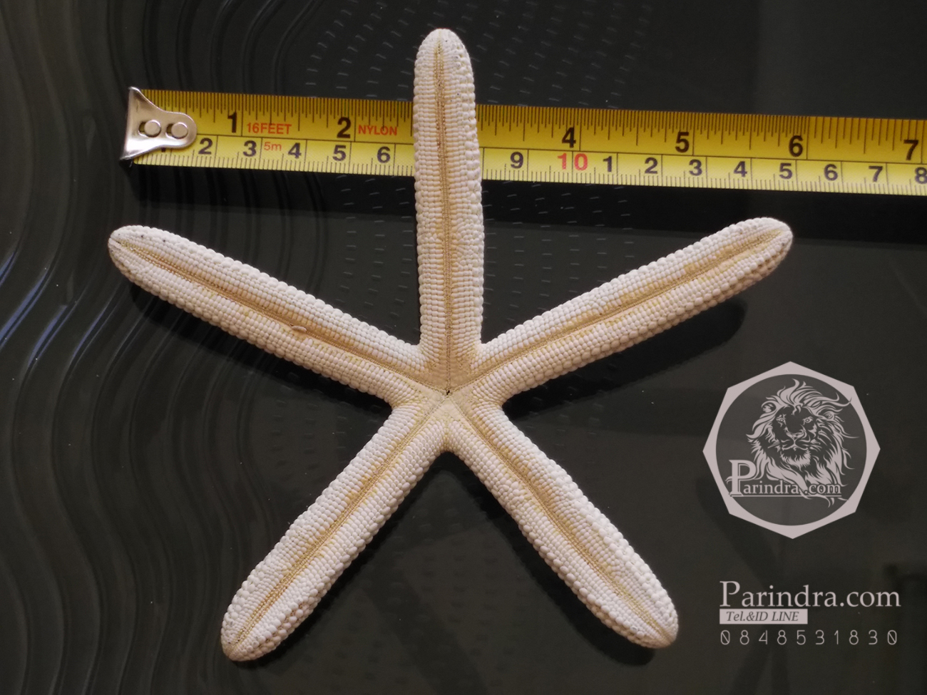 ปลาดาว สายพันธ์ ตัวอ้วน ขนาด 6 นิ้ว สวยคัดสมมาตรพิเศษ สำหรับการนำไปเป็นหล่อแบบ 003