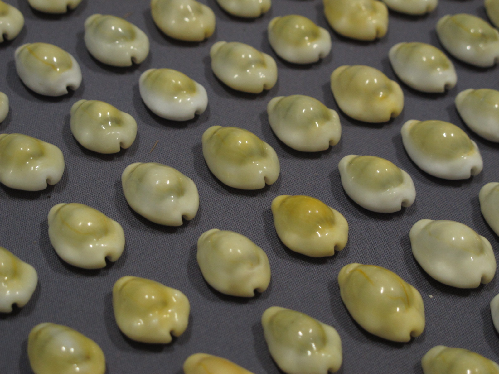 ขายเปลือกหอยเบี้ยจั๊กจั่น หอยเบี้ยจั่น Monetaria moneta