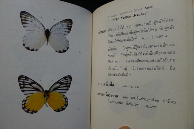 Butter flies in Thailand Vol.1-2 ( ภาษาไทย )