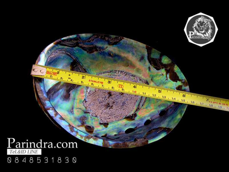 เปลือกหอยเป๋าฮื้อแท้ (Abalone) ขัด สีปีกแมลงทับ ขนาดใหญ่ คัดสวย