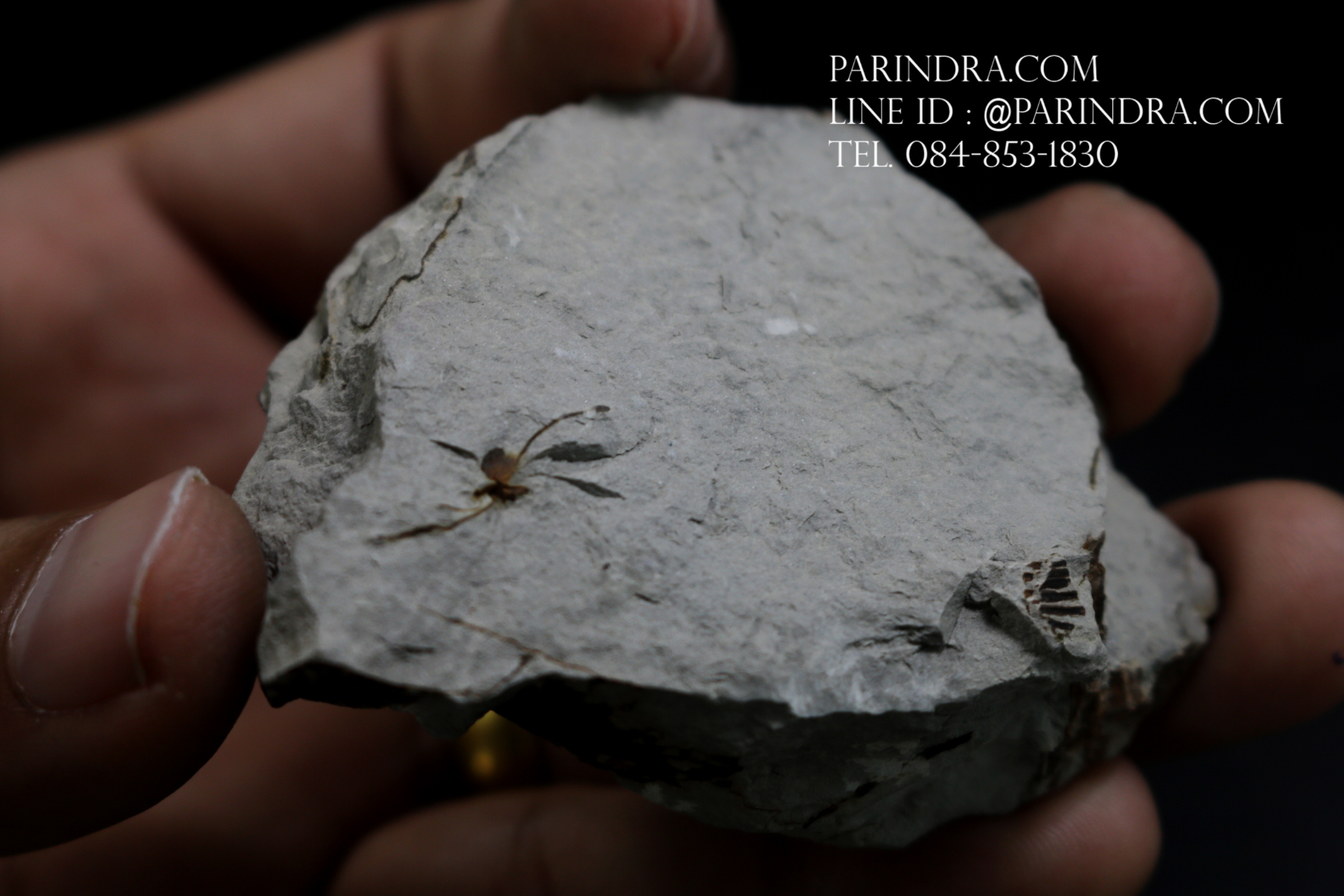 ฟอสซิลเฟิร์น ชนิด Neuropteris ovata จาก SPAIN #FRN004