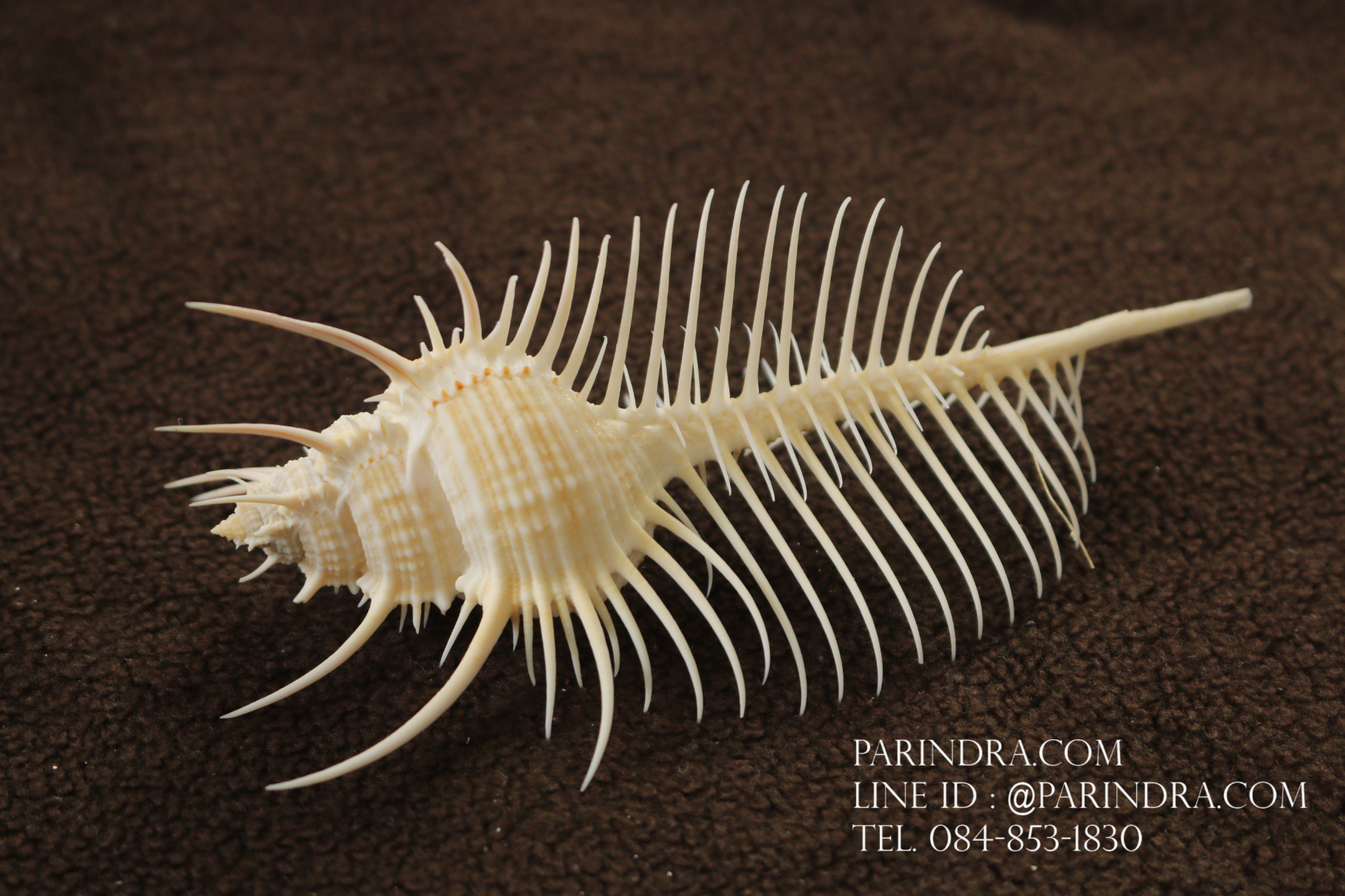 หอยสังข์หวี หอยสังข์หนาม (Murex pecten) ขนาด 5 นิ้ว #MUREX007