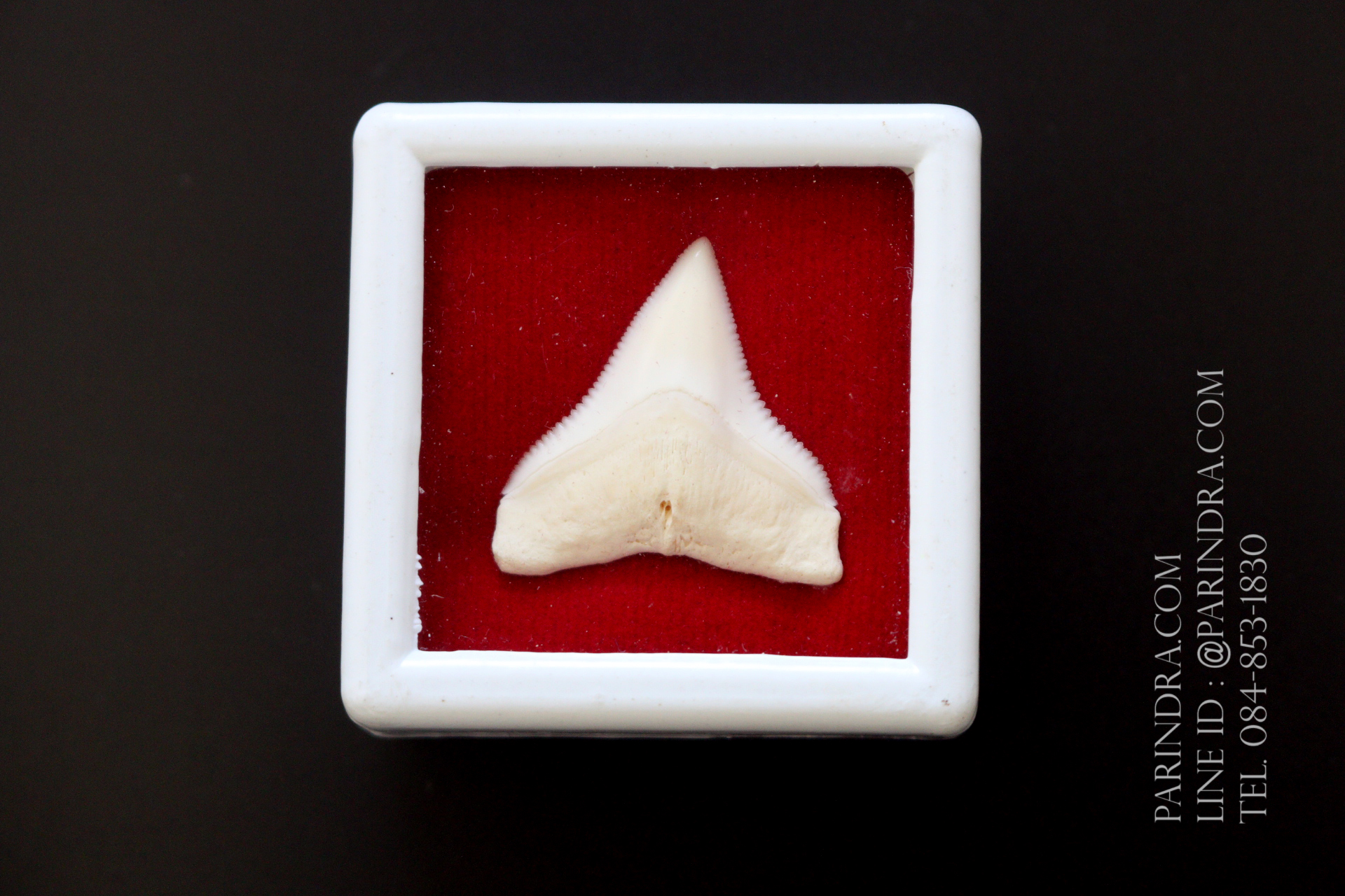 ซี่ฟันปลาฉลามขาวแท้ Shark Tooth ขนาดประมาณ 2.5 cm. ST007