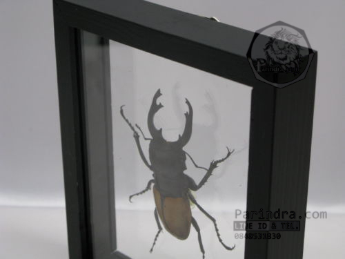 ด้วงกว่าง (Odontolabis mouhotii elegans) ในกรอบไม้สีดำ สำหรับตั้งโชว์ ขนาด 12.5x6x4 cm.