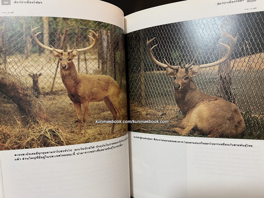 สารคดีฉบับพิเศษ 3 : สัตว์ป่าเมืองไทยก่อนจะเหลือเพียงความทรงจำ