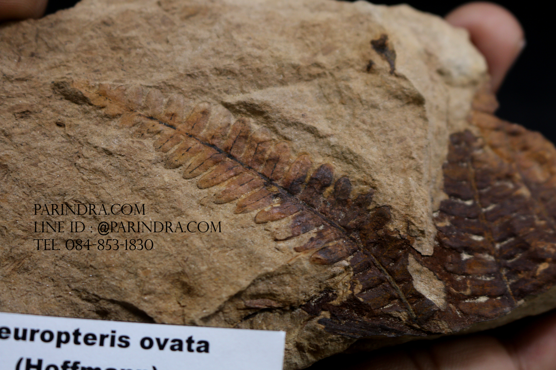 ฟอสซิลเฟิร์น ชนิด Polymorphopteris magdalenae จาก SPAIN #FRN006