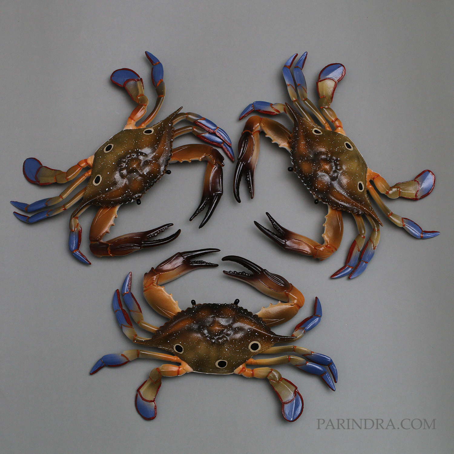 โมเดลจำลอง ปูม้าเพศผู้ ปูดาว สวยงาม เหมือนจริงมากๆ