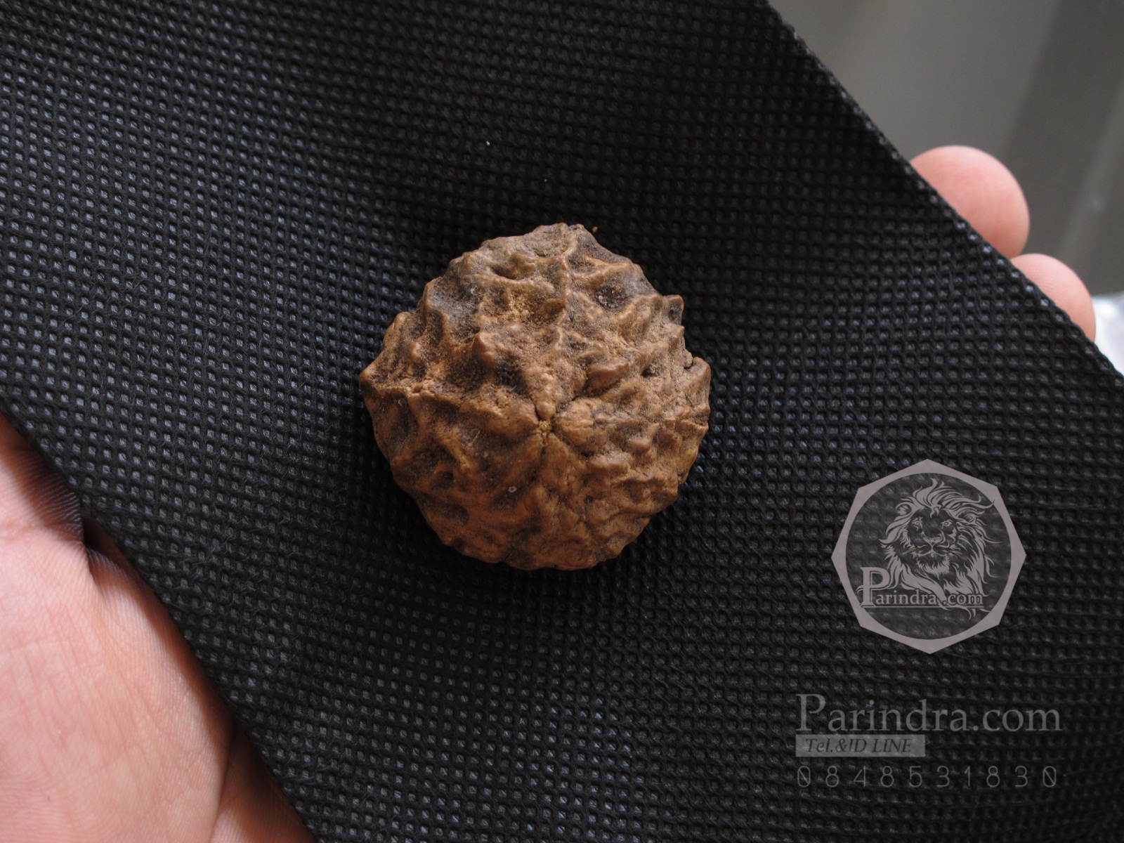 ว่านพระเจ้า 5 พระองค์ คัดสวยพิเศษ PS1