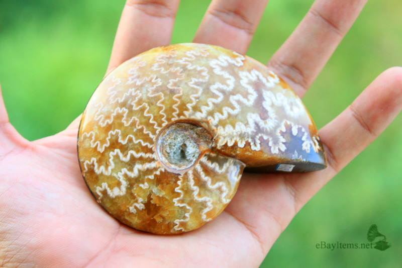 ฟอสซิลหอย Ammonite (Cleoniceras besairiei) L1