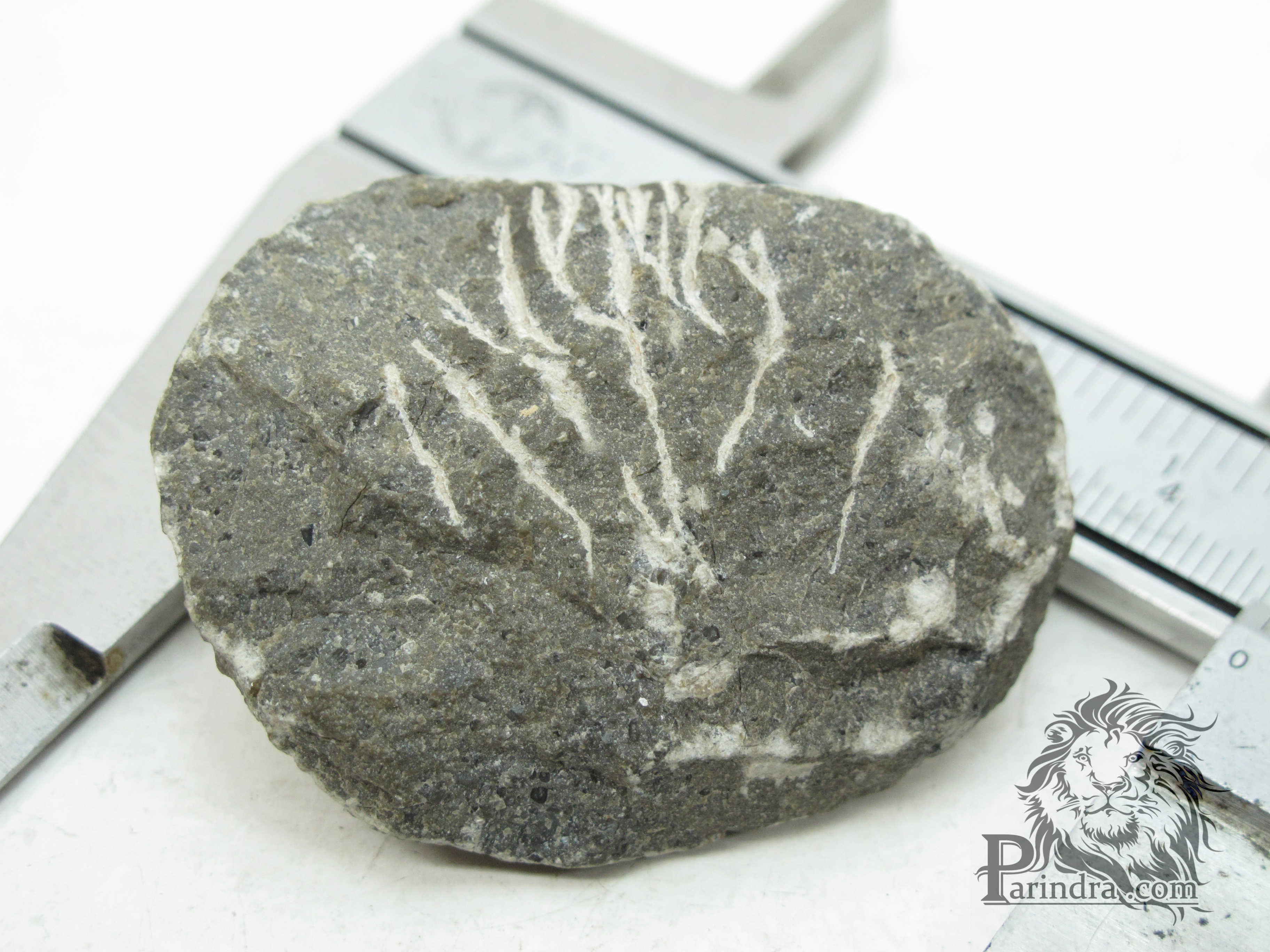 ฟอสซิล Trilobite จากประเทศ Morocco #TLB002