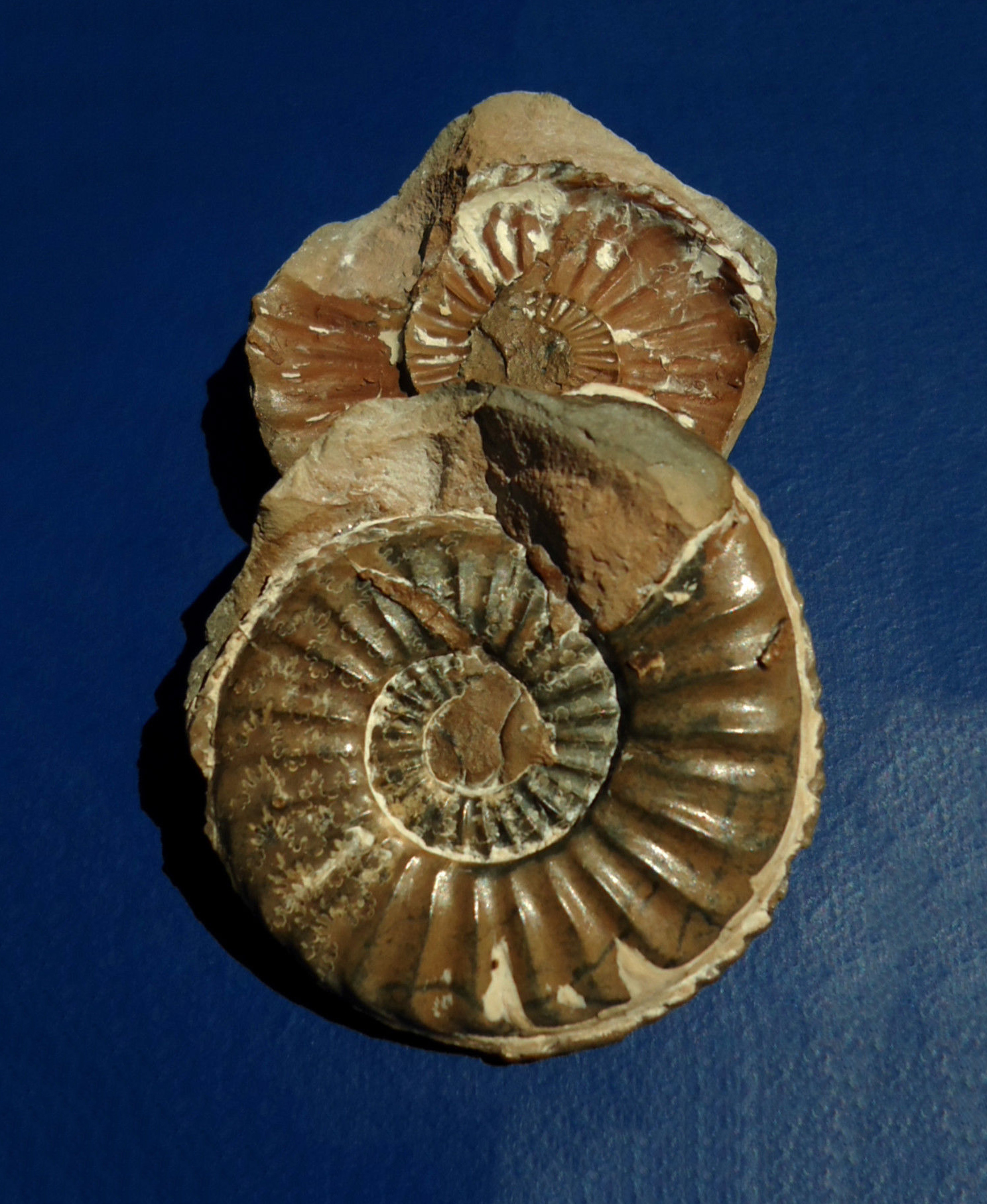 ฟอสซิลหอย Ammonite (PLEUROCERAS CF.SOLAR) พร้อม Negative Matrix - จากประเทศ Germany #AM016