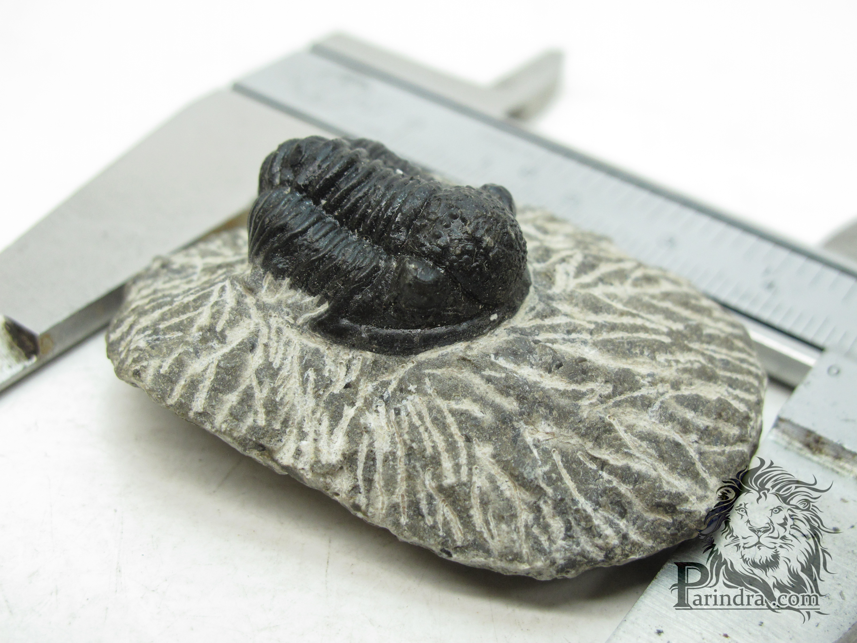 ฟอสซิล Trilobite จากประเทศ Morocco #TLB002