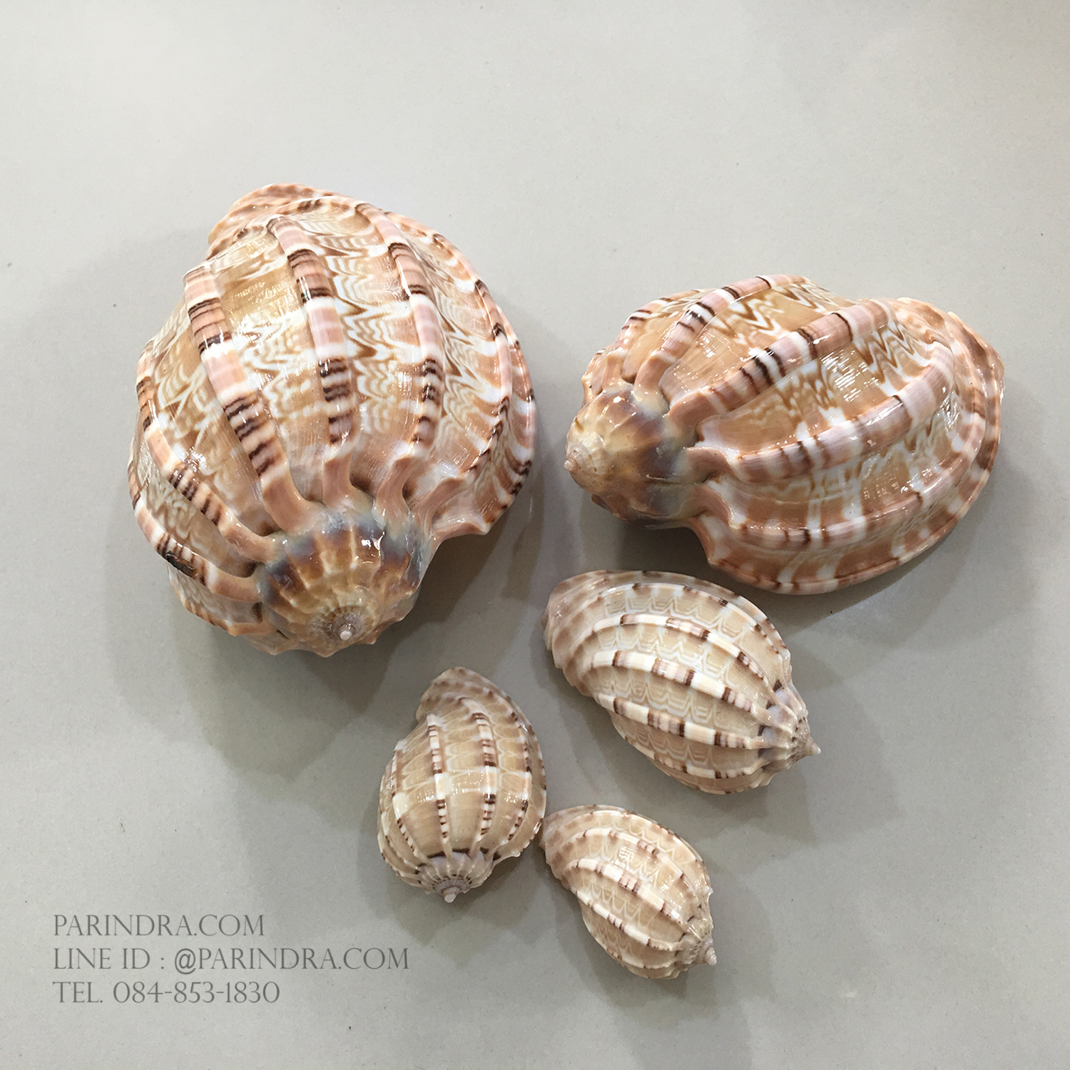 เปลือกหอยมะเฟือง #Harpa articularis จัดเซ็ต 1