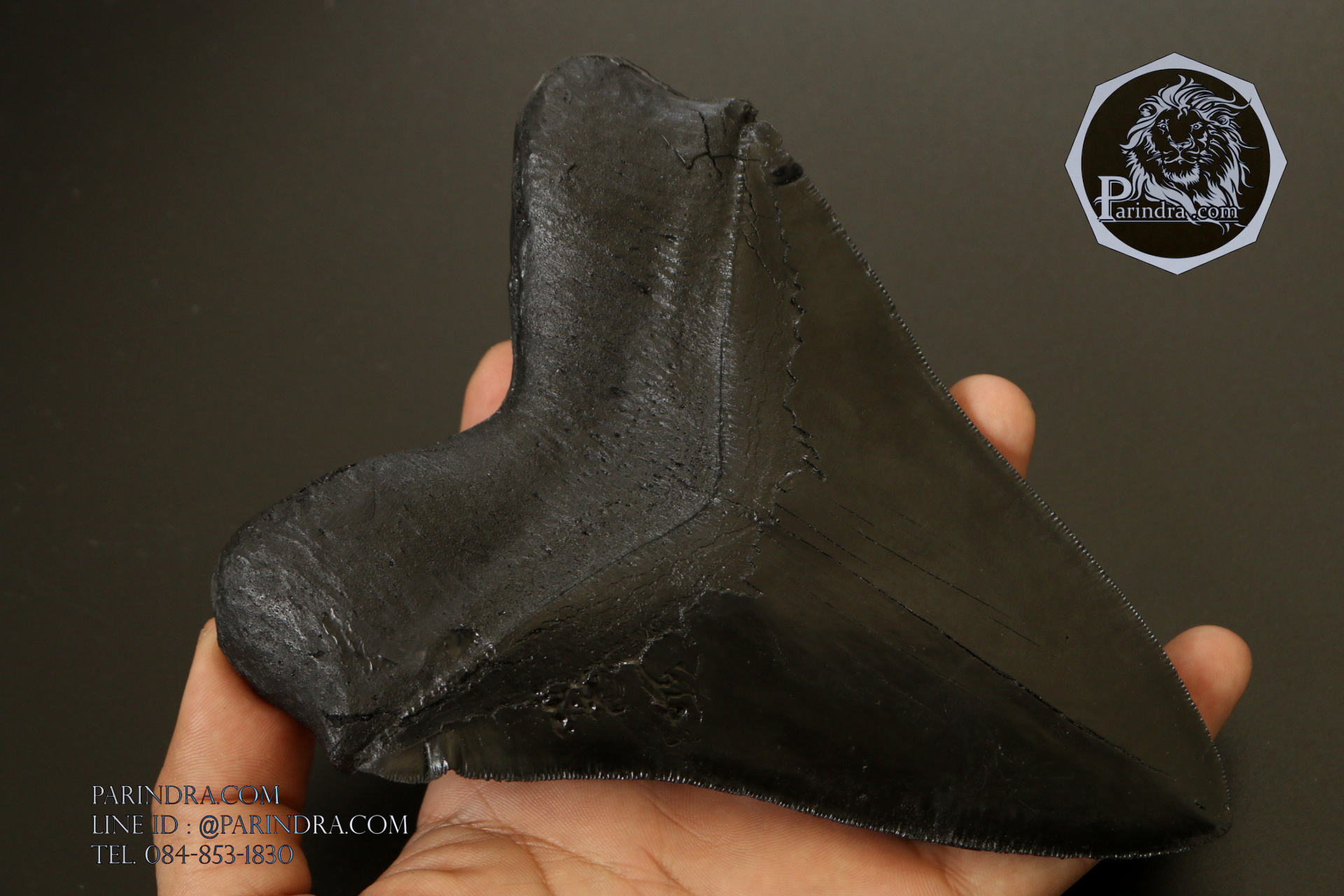 โมเดลจำลอง ฟันฉลามยักษ์เมกกาโลดอน Megalodon ขนาด 6 นิ้ว พร้อมฐานวาง #MGT006