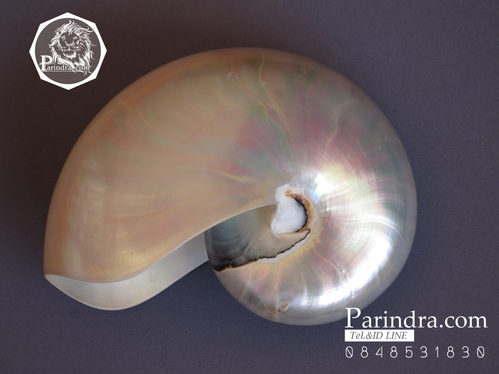 ขายเปลือกหอยงวงช้าง นอติลุส ขนาดเล็ก Nautilus Pompilus หอยหายาก (ขัดแล้ว) เหลือบสีรุ้ง NPP001