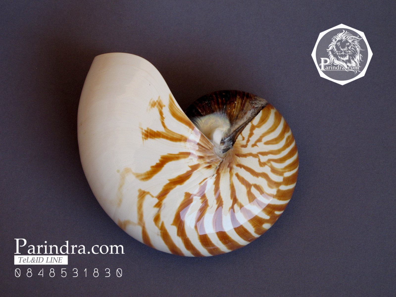 ขายเปลือกหอยงวงช้าง นอติลุส Nautilus pompilus ขนาด 6 นิ้ว NP002