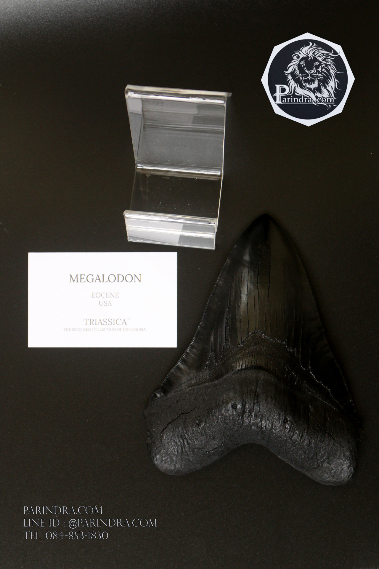 โมเดลจำลอง ฟันฉลามยักษ์เมกกาโลดอน Megalodon ขนาด 6 นิ้ว พร้อมฐานวาง #MGT006